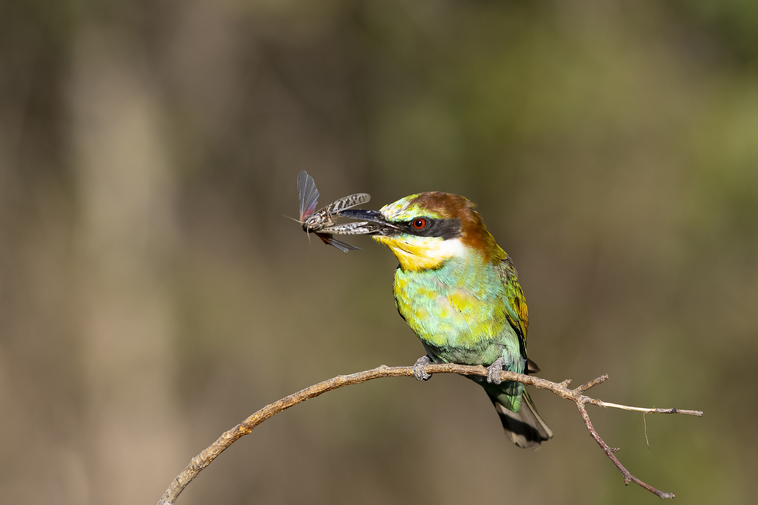 природа, Валерий Черняк
