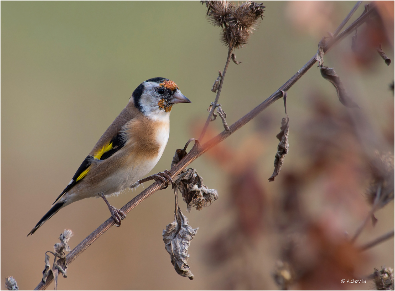 птица,щегол,молодой, Александр Чувилин