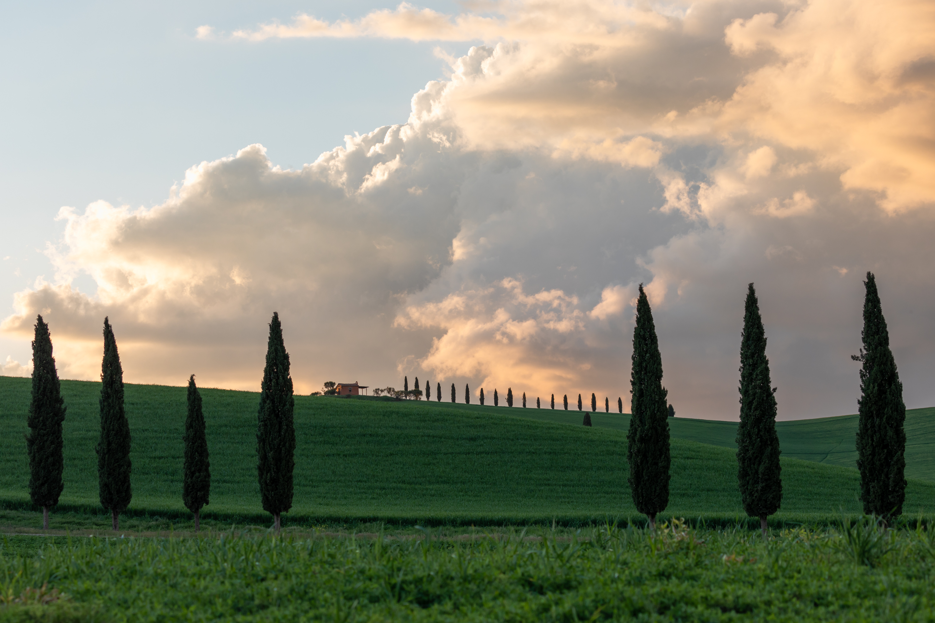 , Евгения Чех