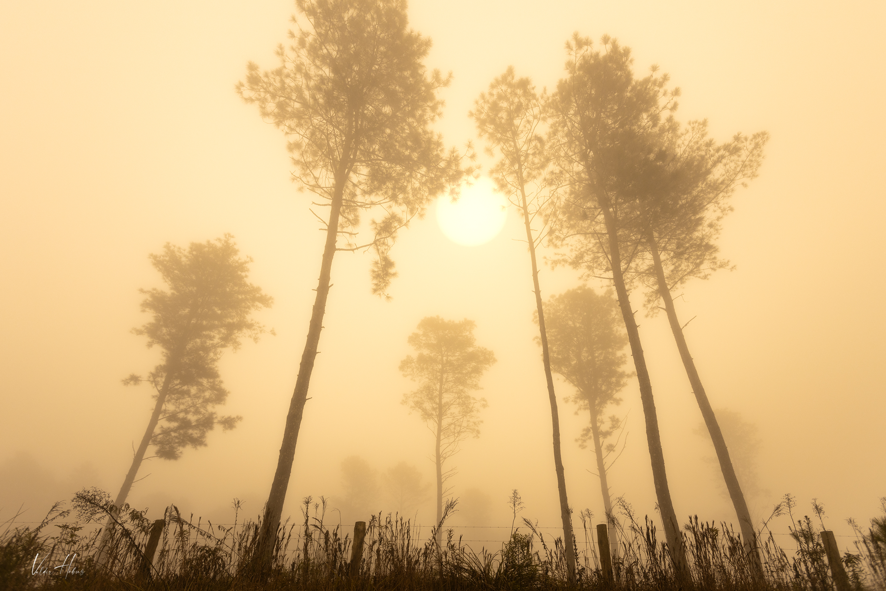 fog, trees, morning, sun, yellow, mood, Valdir Hobus