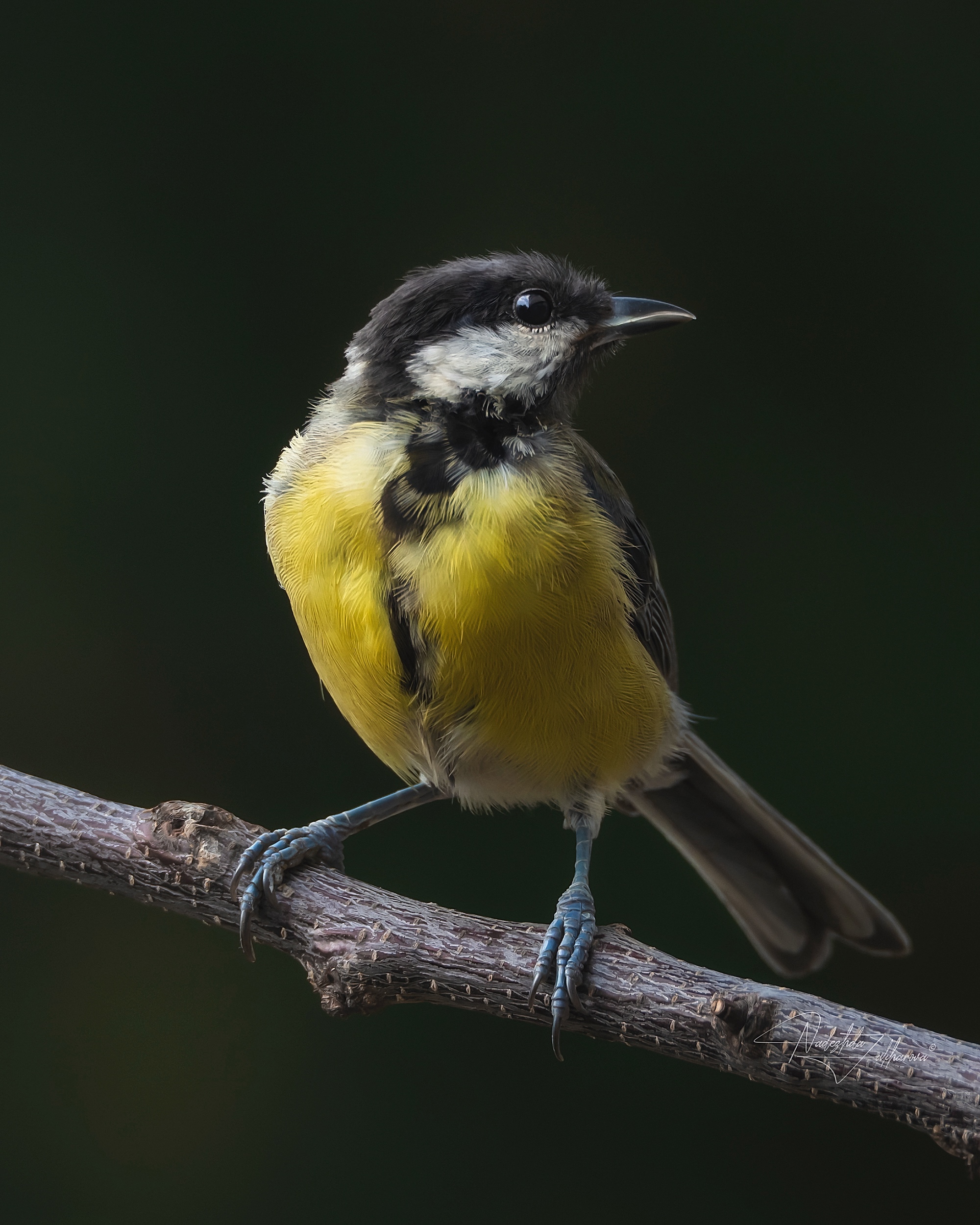 наблюдения за птицами, синица, синичка, большая синица, птицы, портреты птиц, эмоции, лето, лето2025, Захарова Надежда