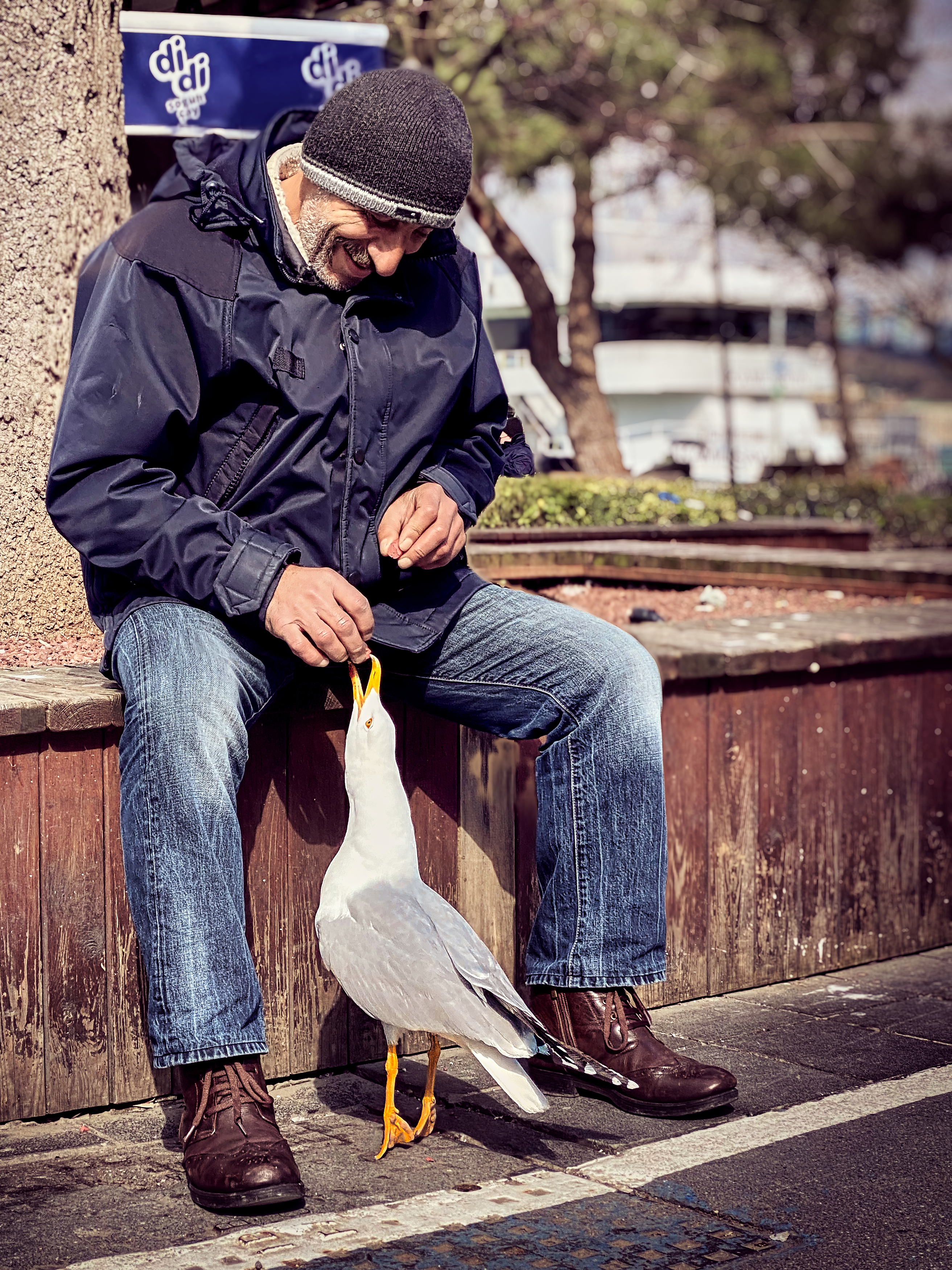 #Footwear #Bird #Shoe #Street fashion #Happy #Cool #Beak #Road surface #Sneakers #Road #seagull #city, Shpek Andrey