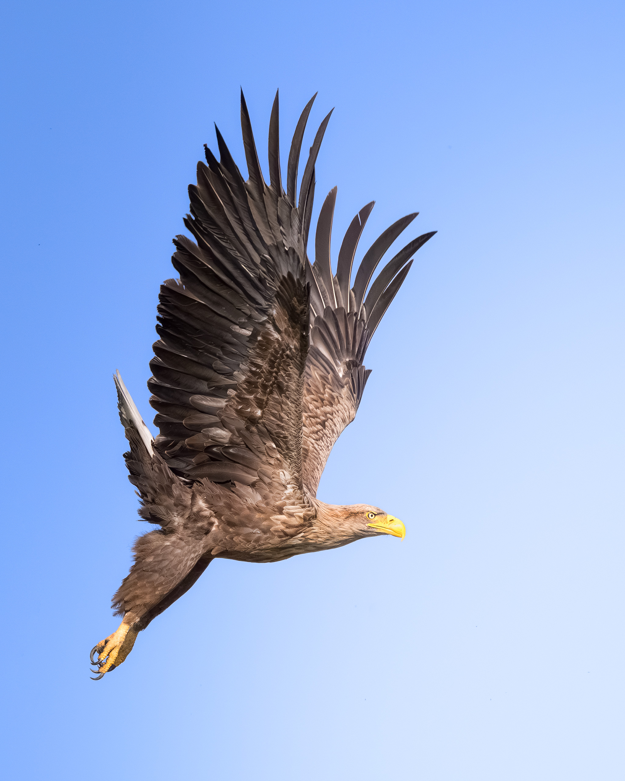 птицы, полёт, природа, орлан, белохвост, хищник, birdwatching, birds, Михаил Ездаков