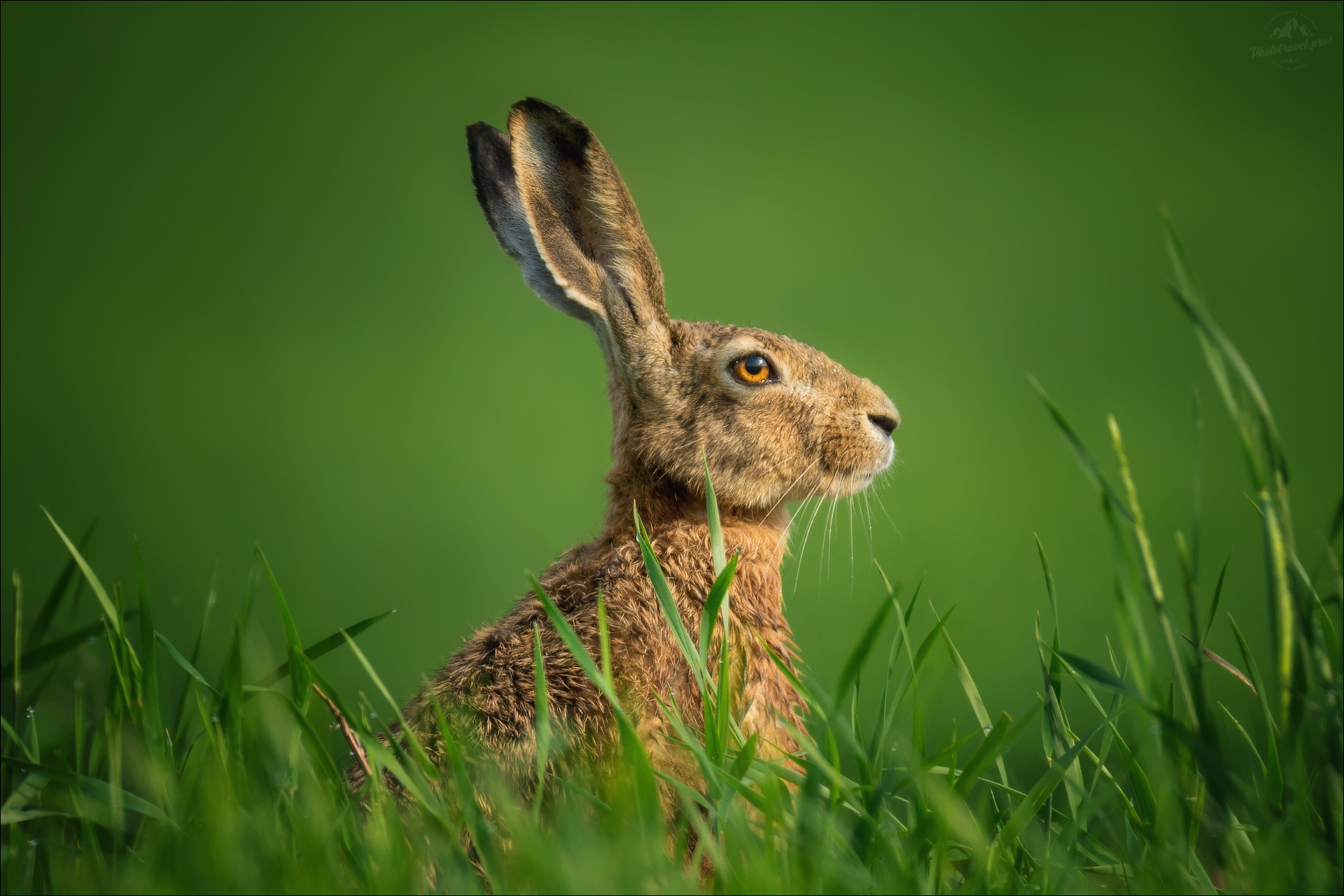 заяц-русак, русак, lepus europaeus, Влад Соколовский