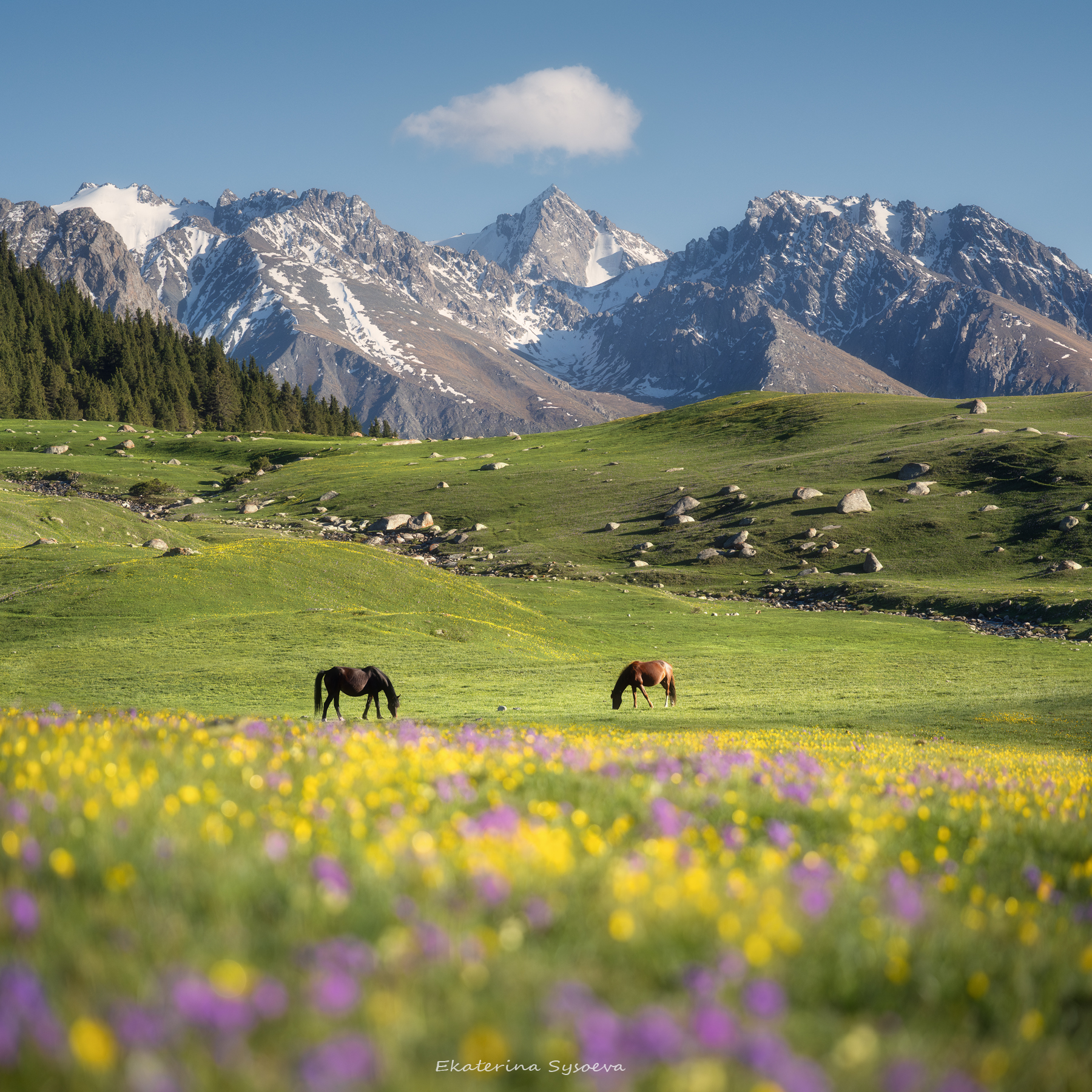 , Екатерина Сысоева