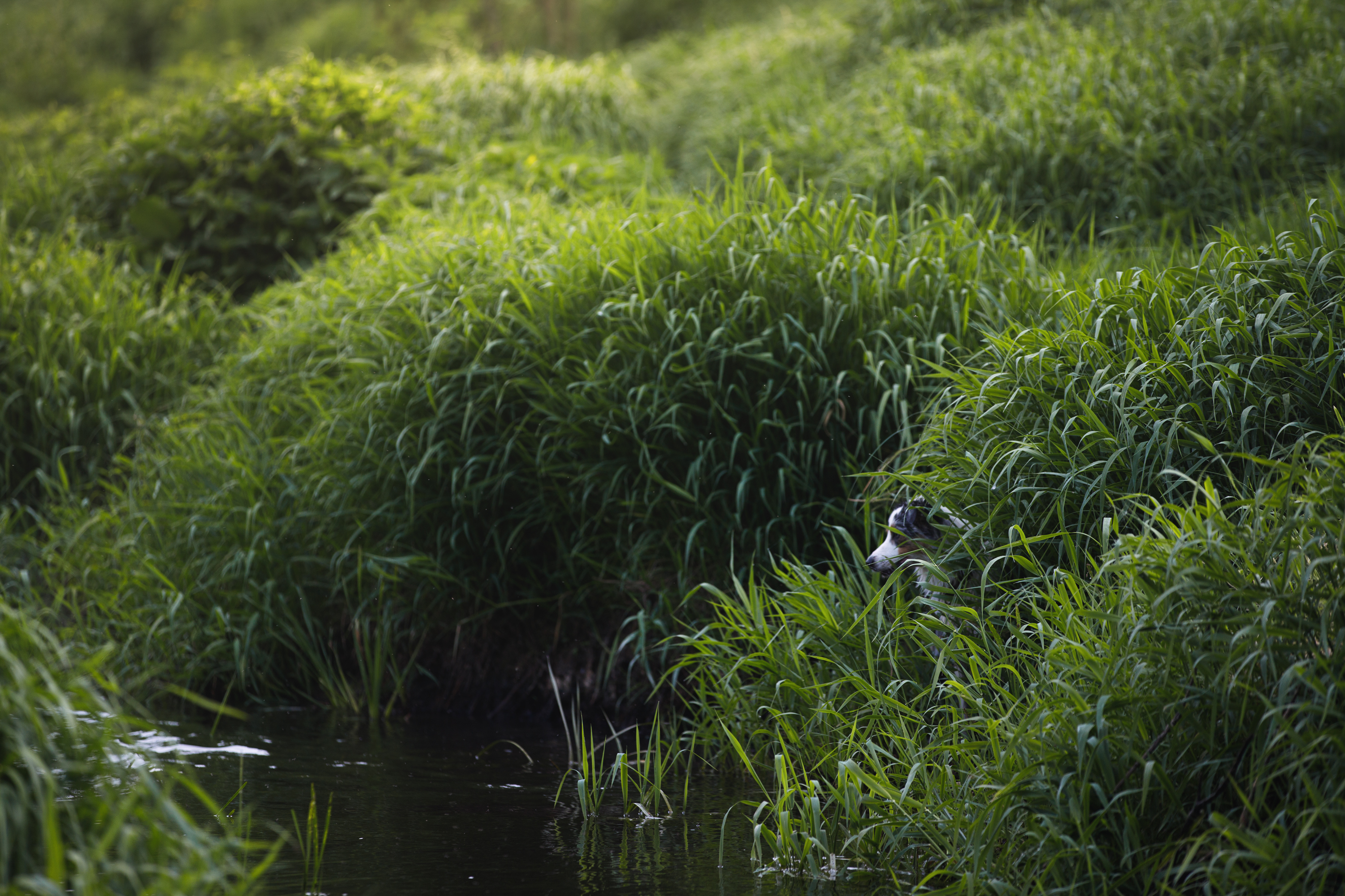 , Мария Шерскова