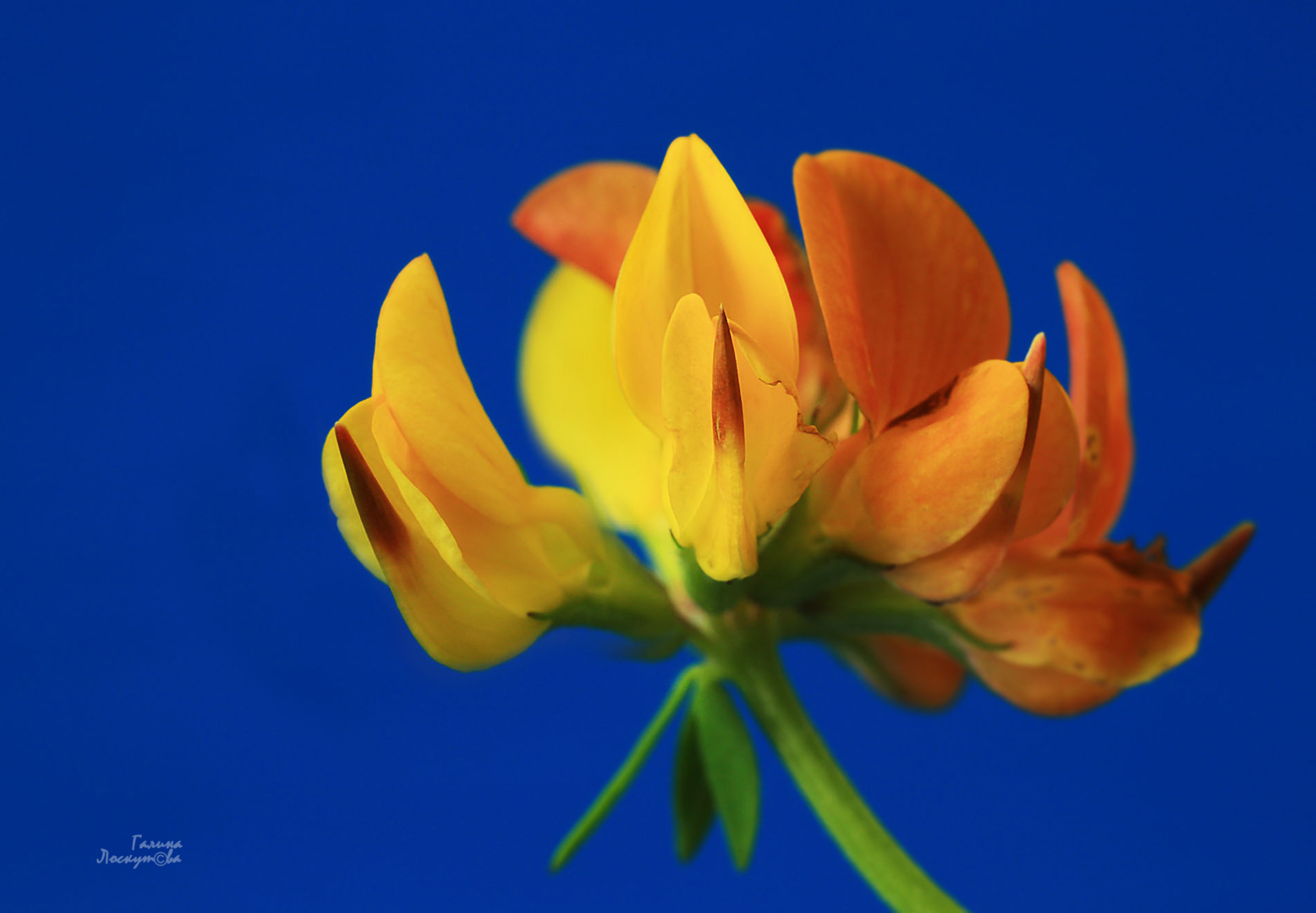 ледвянец, цветок, синий фон, макро, Галина Лоскутова