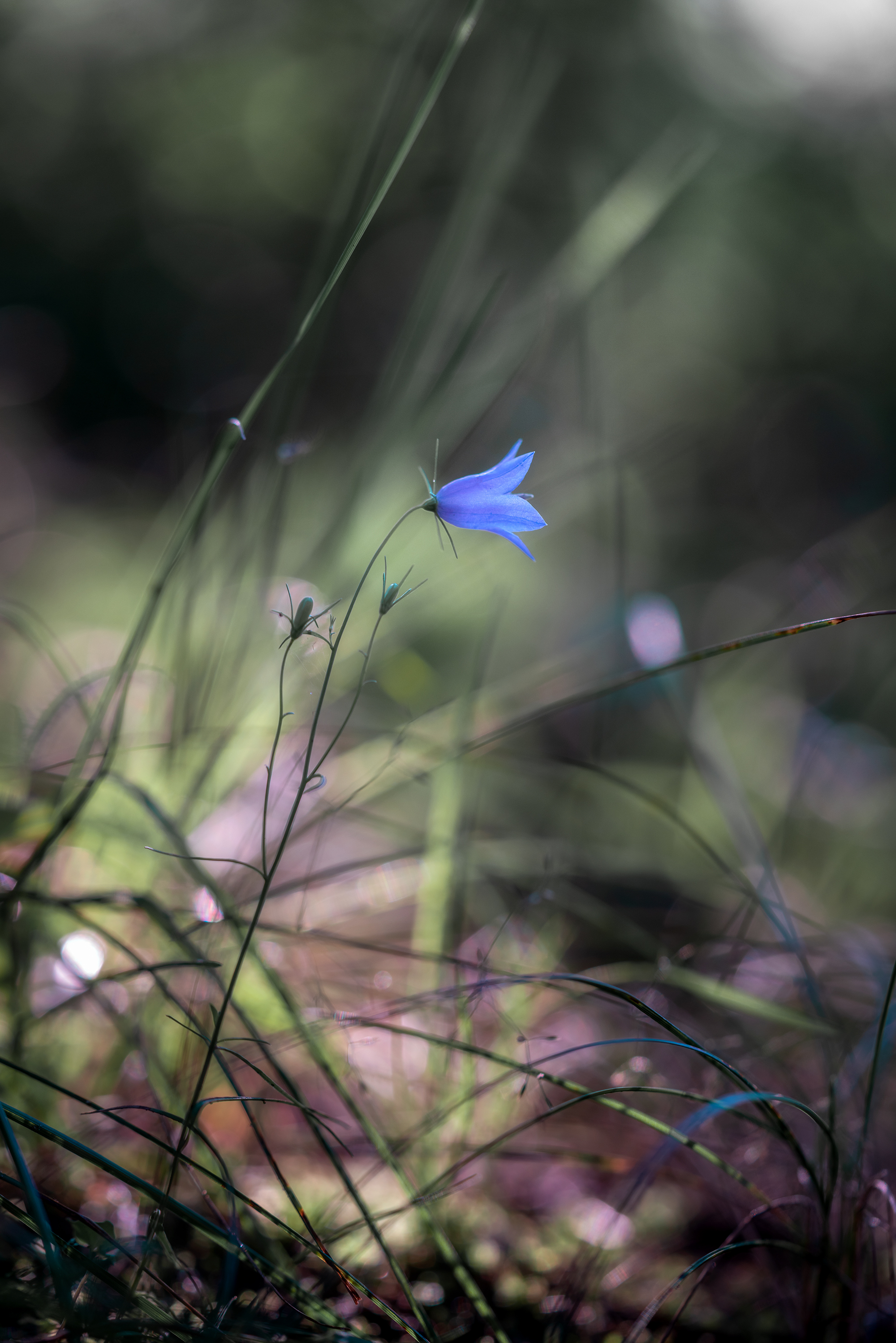 природа, цветок, колокольчик, макро, растение, Завьялова Людмила