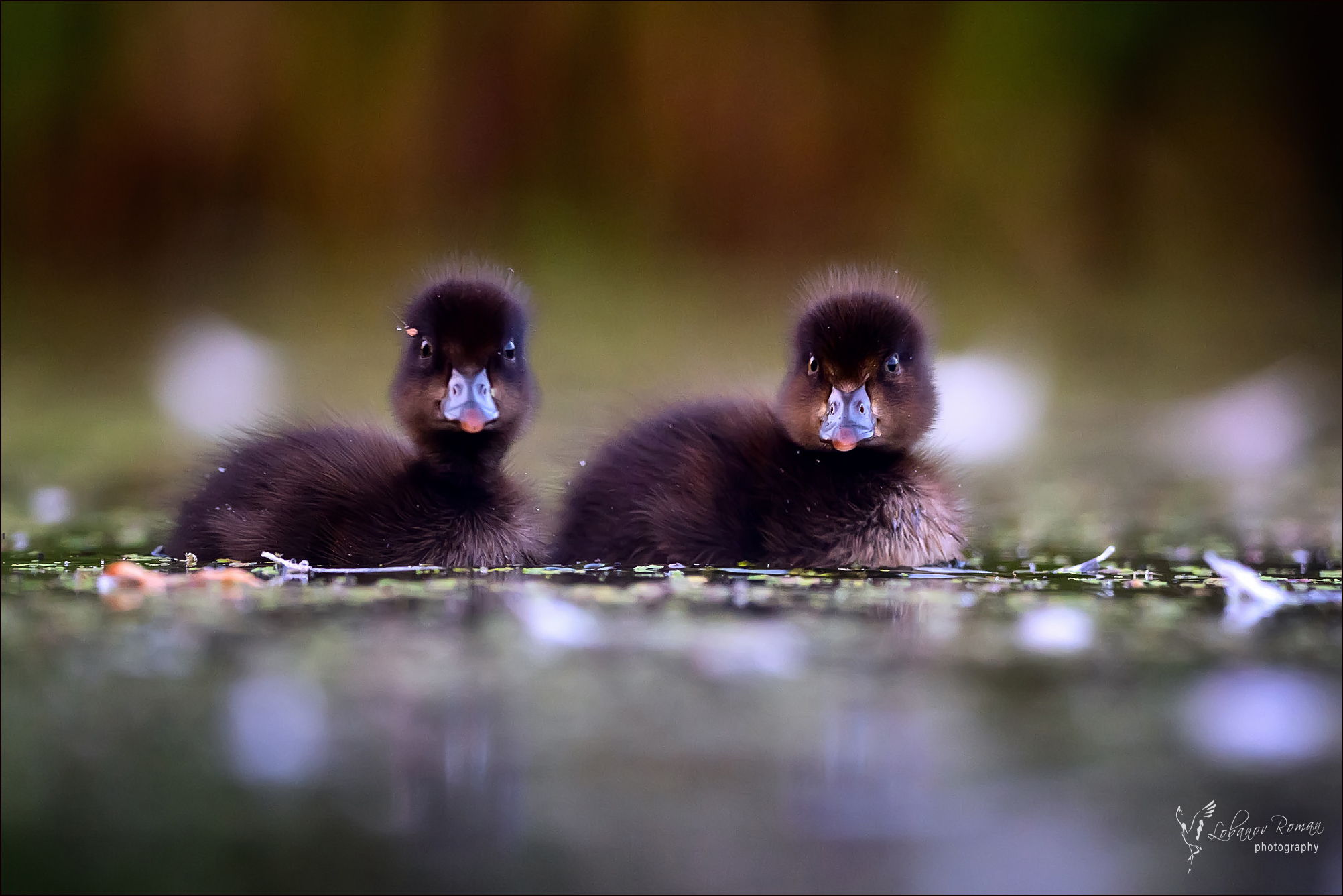 , Лобанов Роман