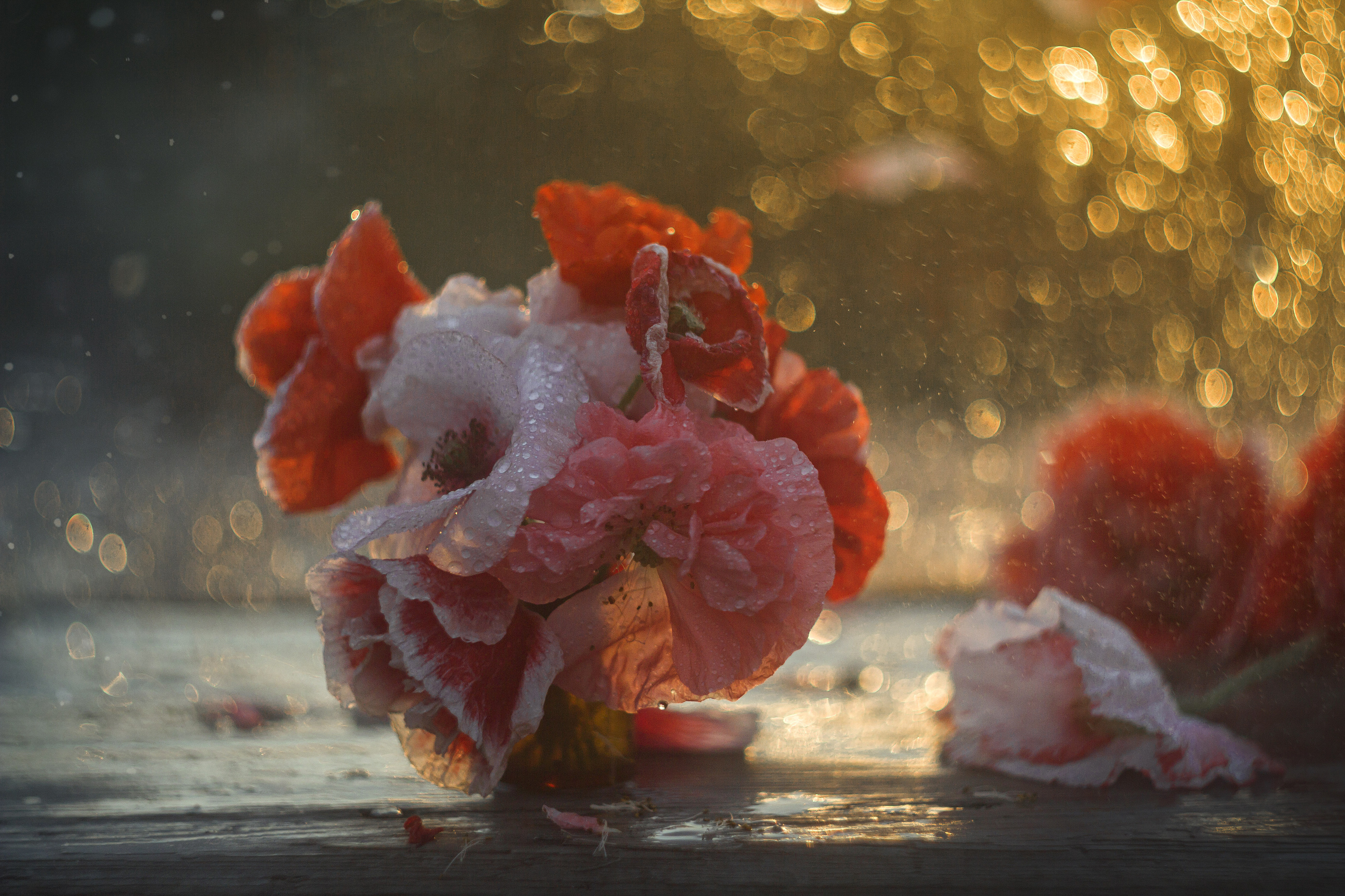 маки, боке, вечер,закат, Зимина Лионелла