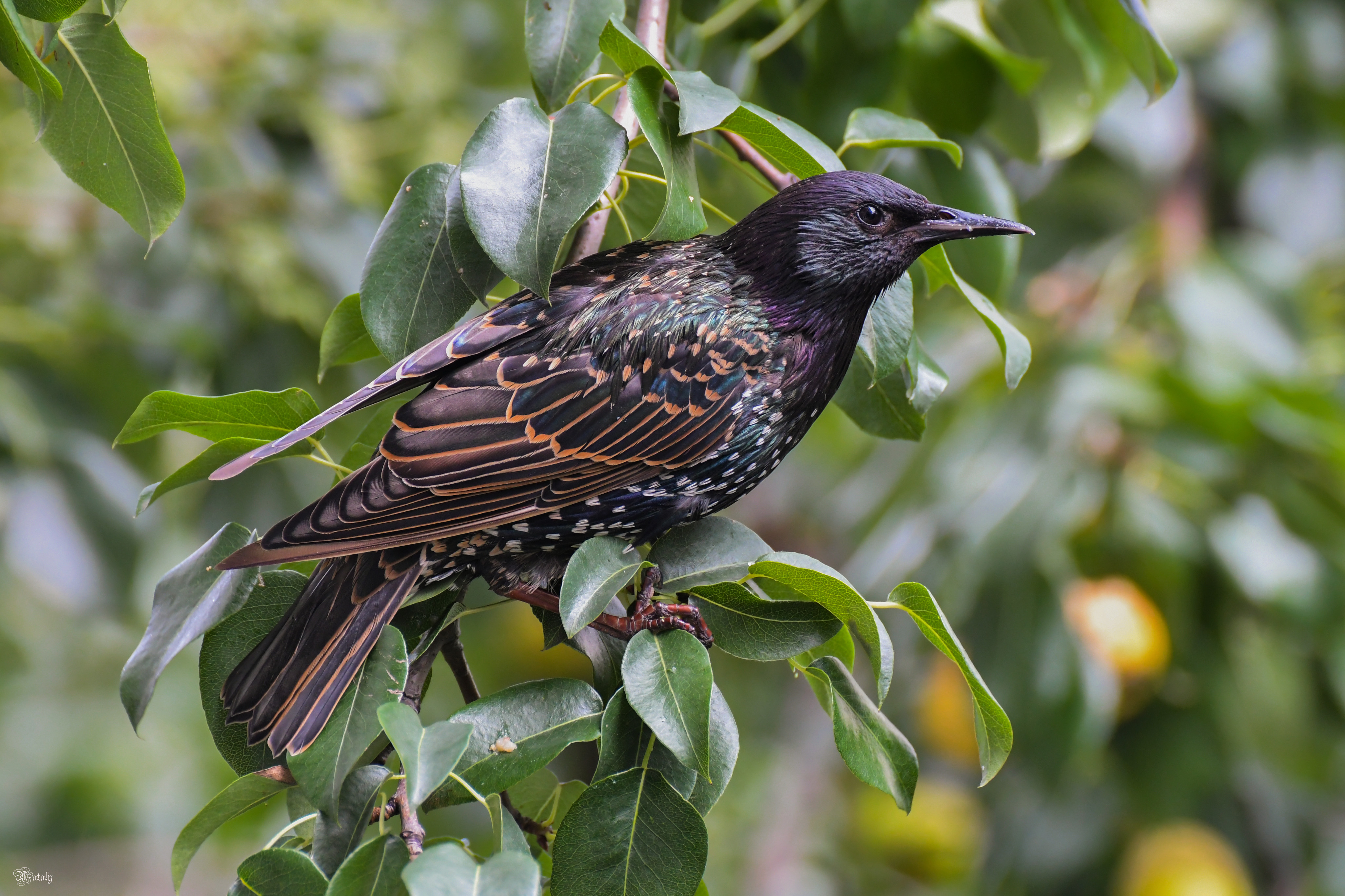 , Наталья Екимова