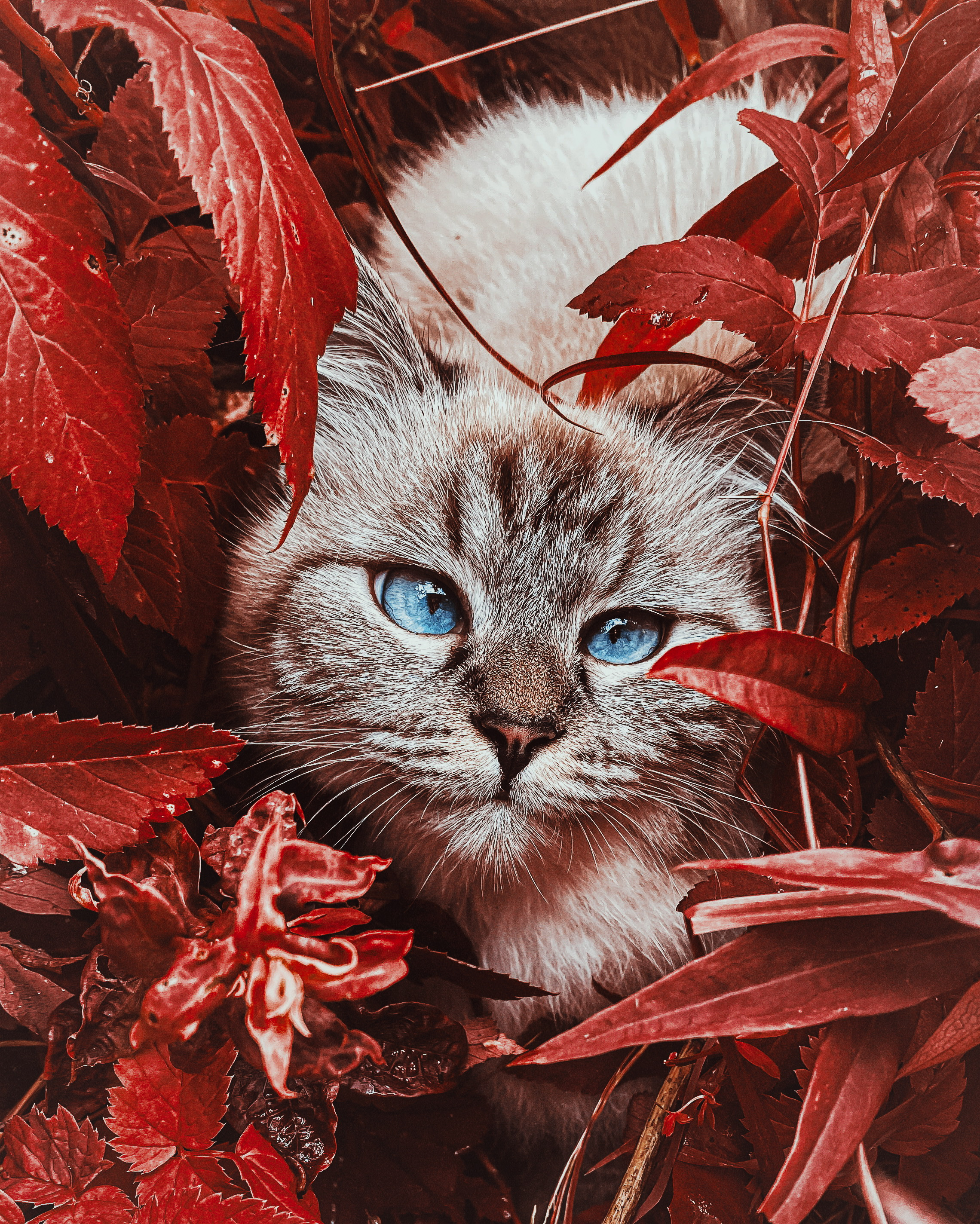 , Алинция Савельева