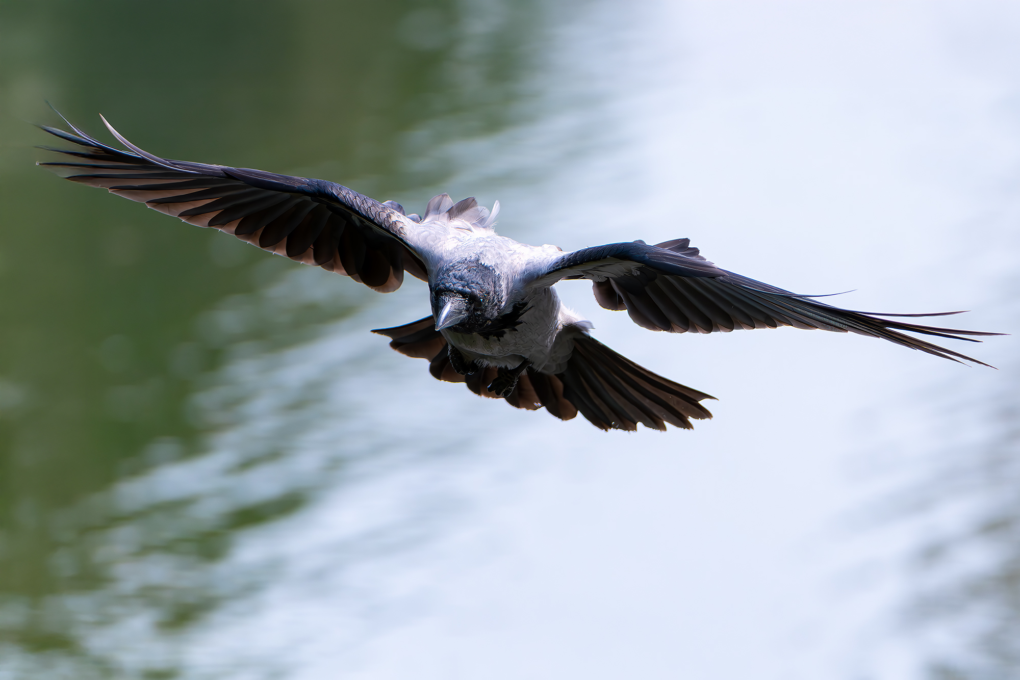 , Молодкин Дмитрий