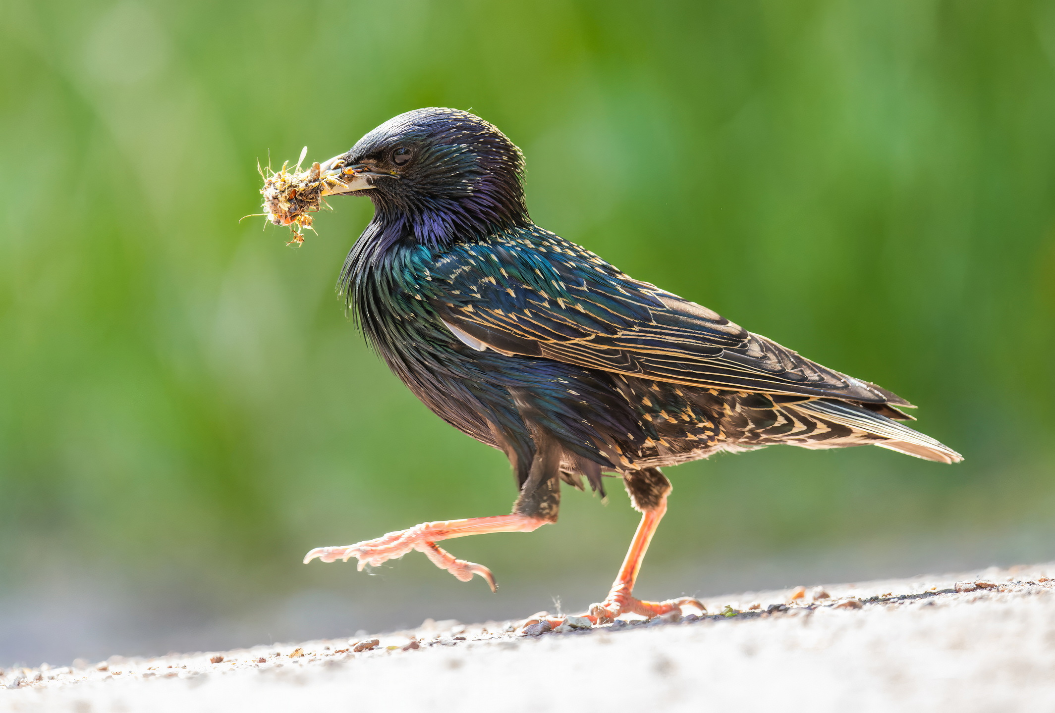 , Дэм Константин