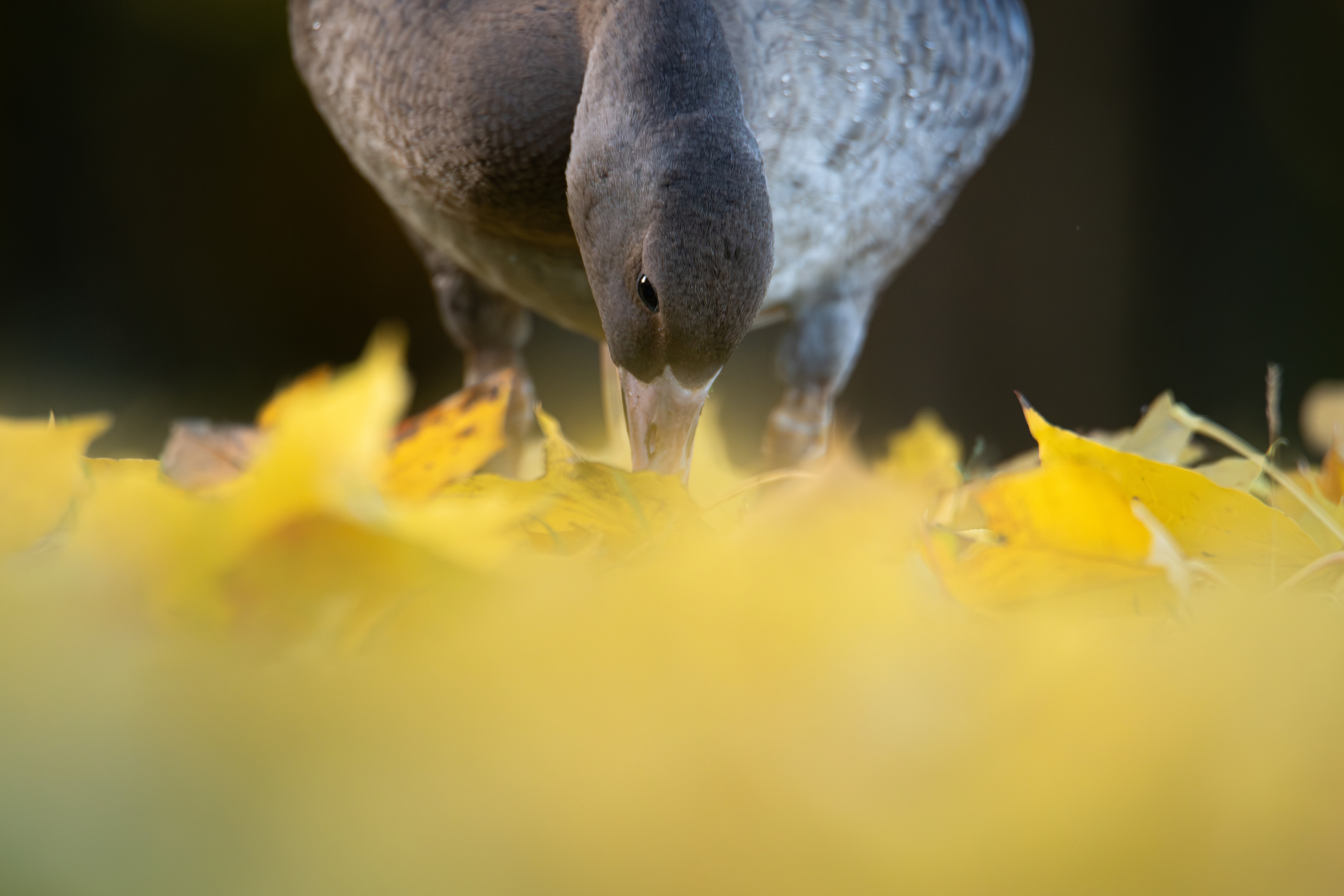 гусь, белолобый, белолобый гусь, гуси, птица, птицы, миграция, дикая природа, птицы россии, Дмитрий Федорако