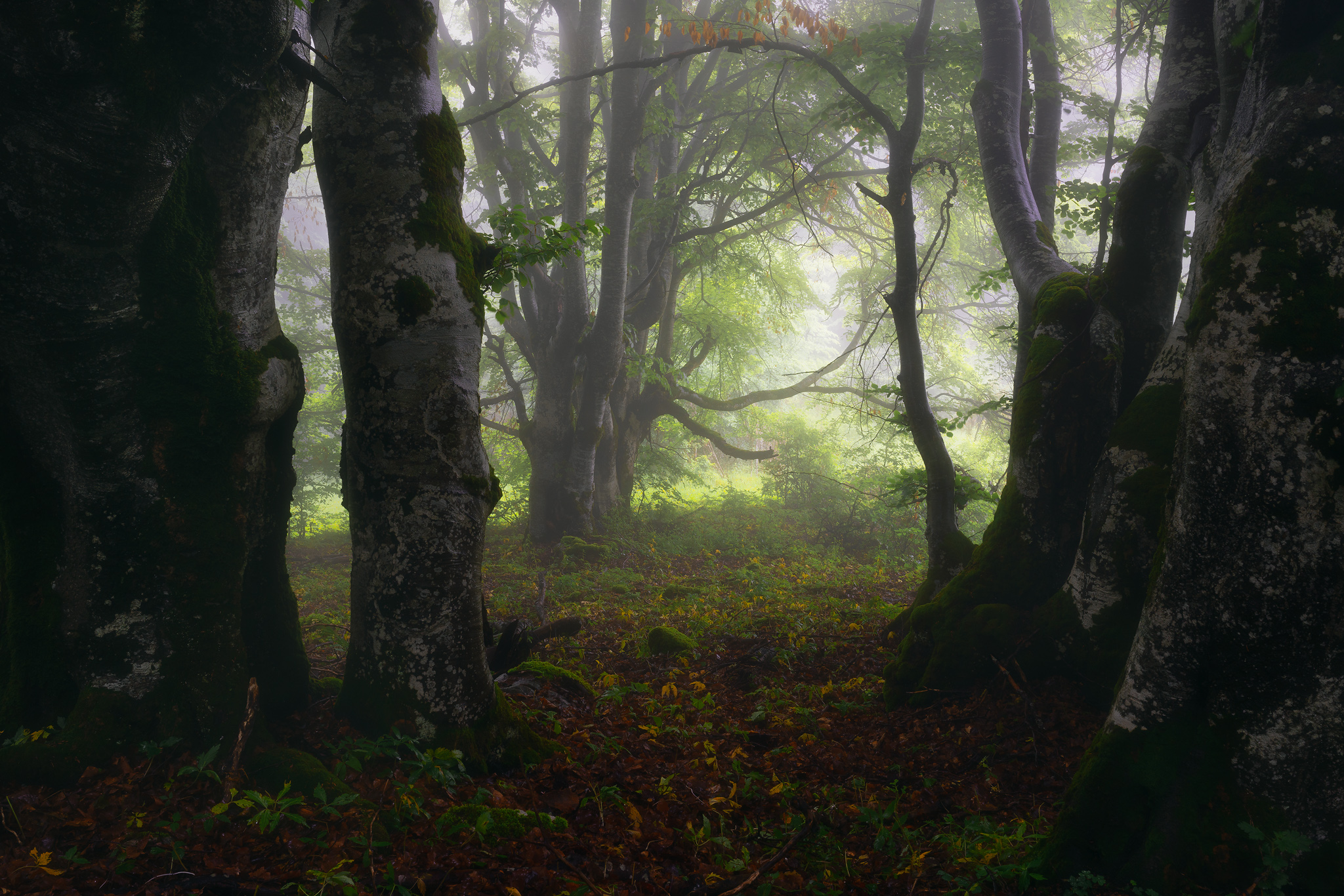 , Szabo Zsolt Andras