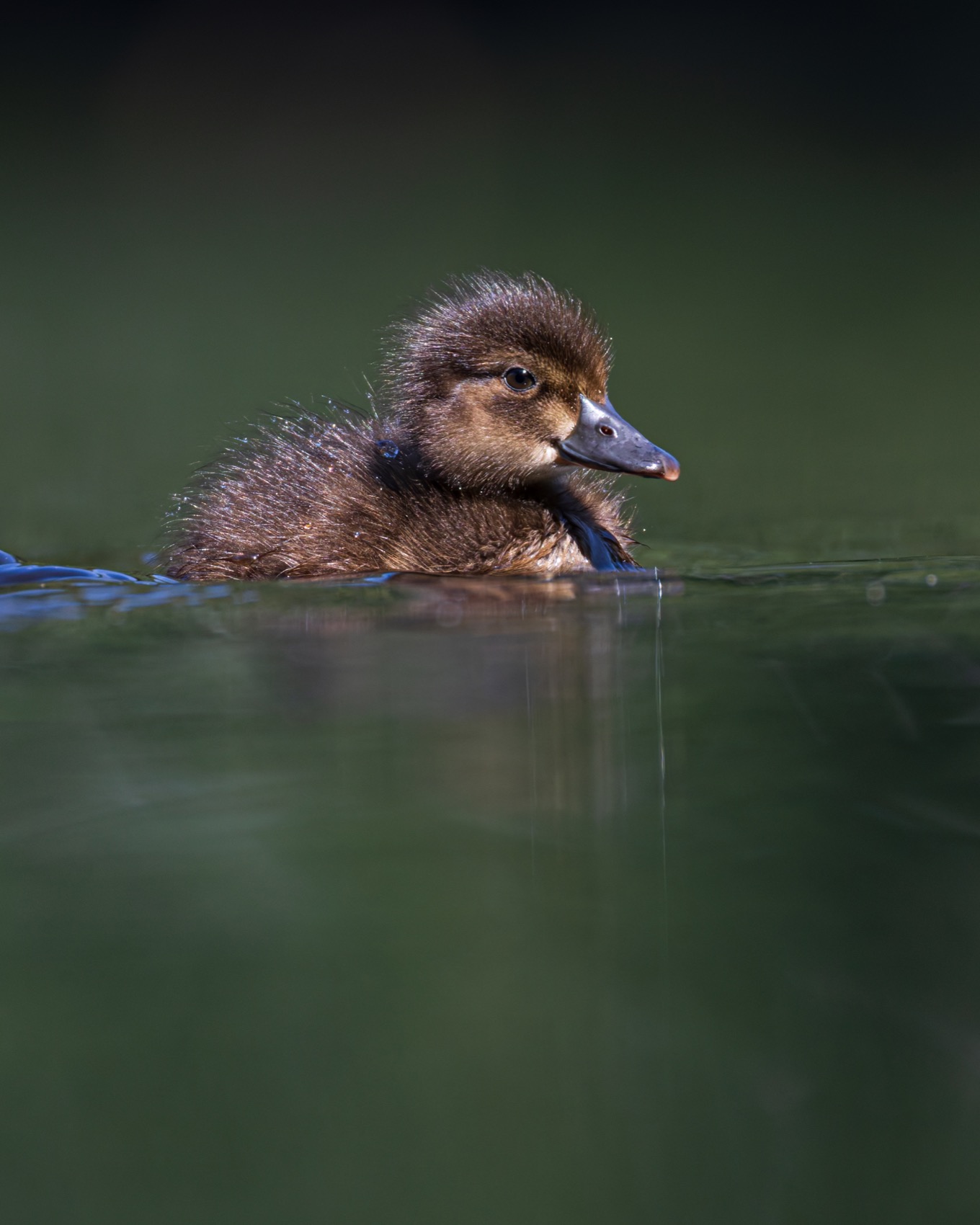 нырок, хохлатая чернеть, утка, птицы, утенок, Руслан Pl