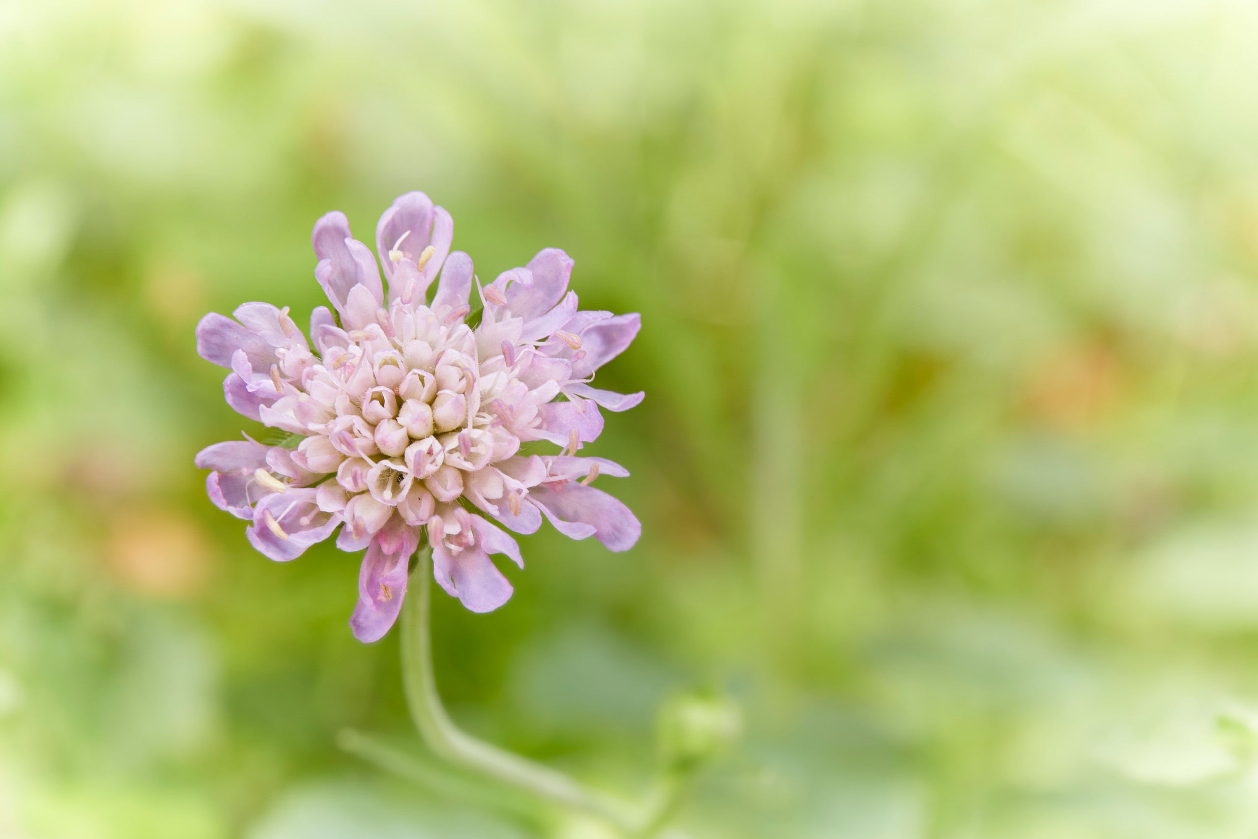 цветок, Валерий Вождаев