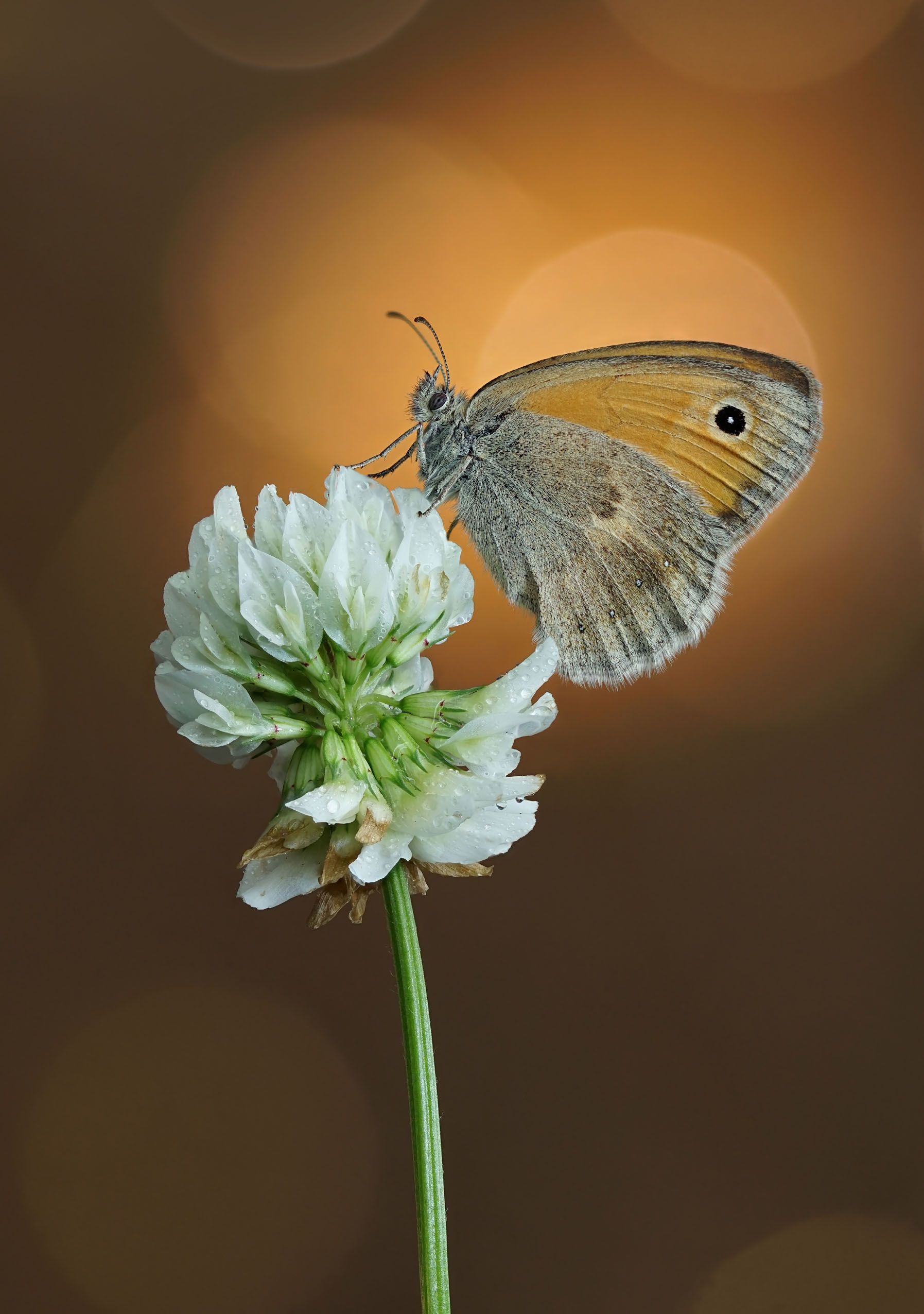 , Чепленко Алексей