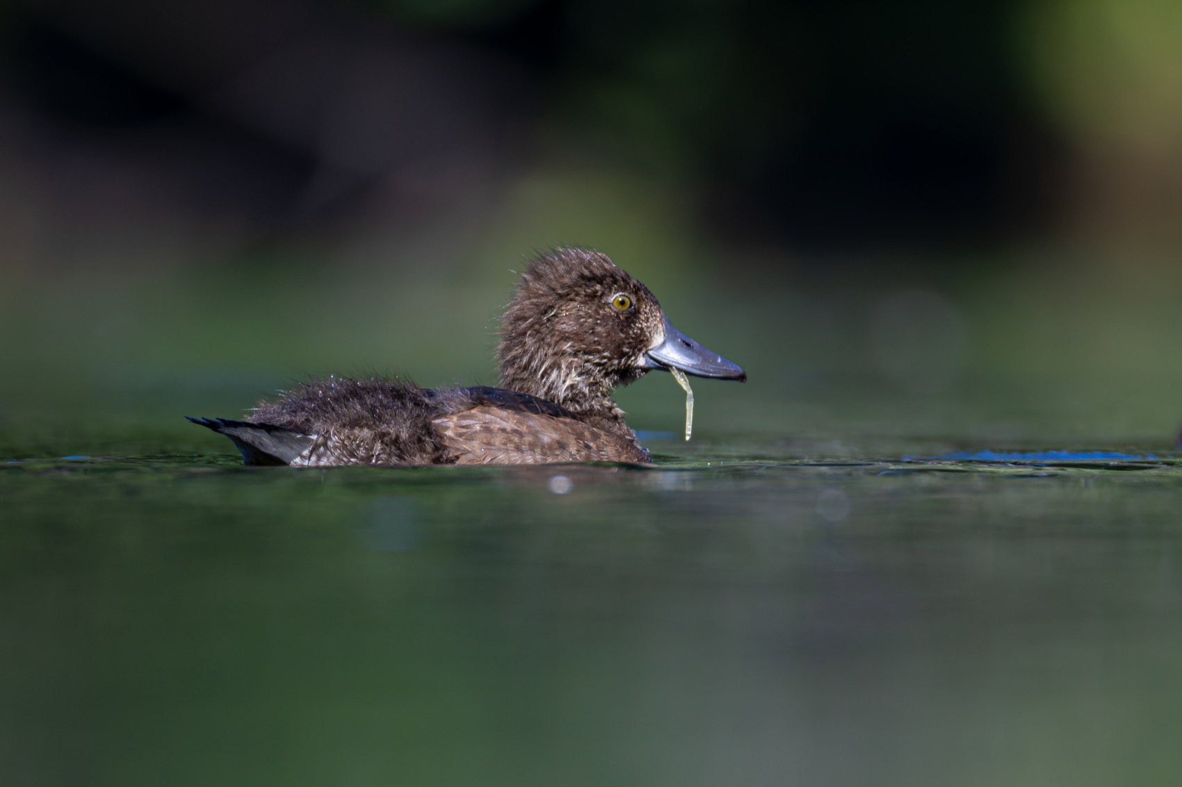нырок, хохлатая чернеть, утка, птицы, утенок, Руслан Pl