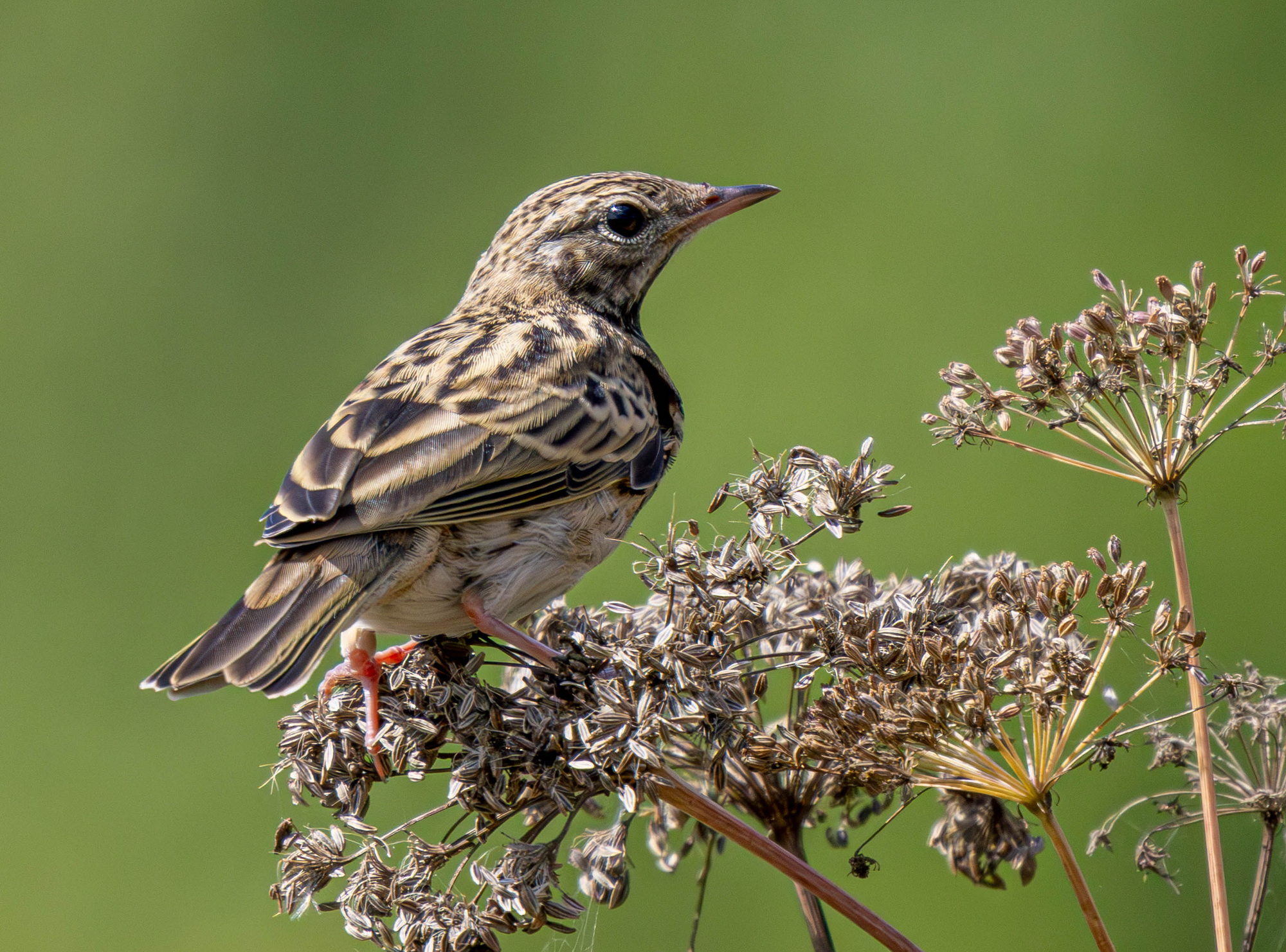 , Волынский Виктор