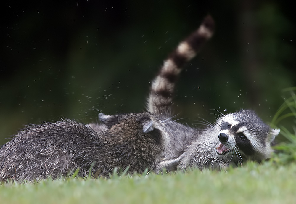 енот обыкновенный, енот-полоскун, raccoon, енот, дикие животные, животные, animals, Etkind Elizabeth