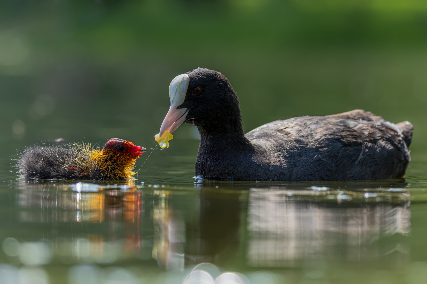 птицы, лысуха, птенец, лысенок, Руслан Pl
