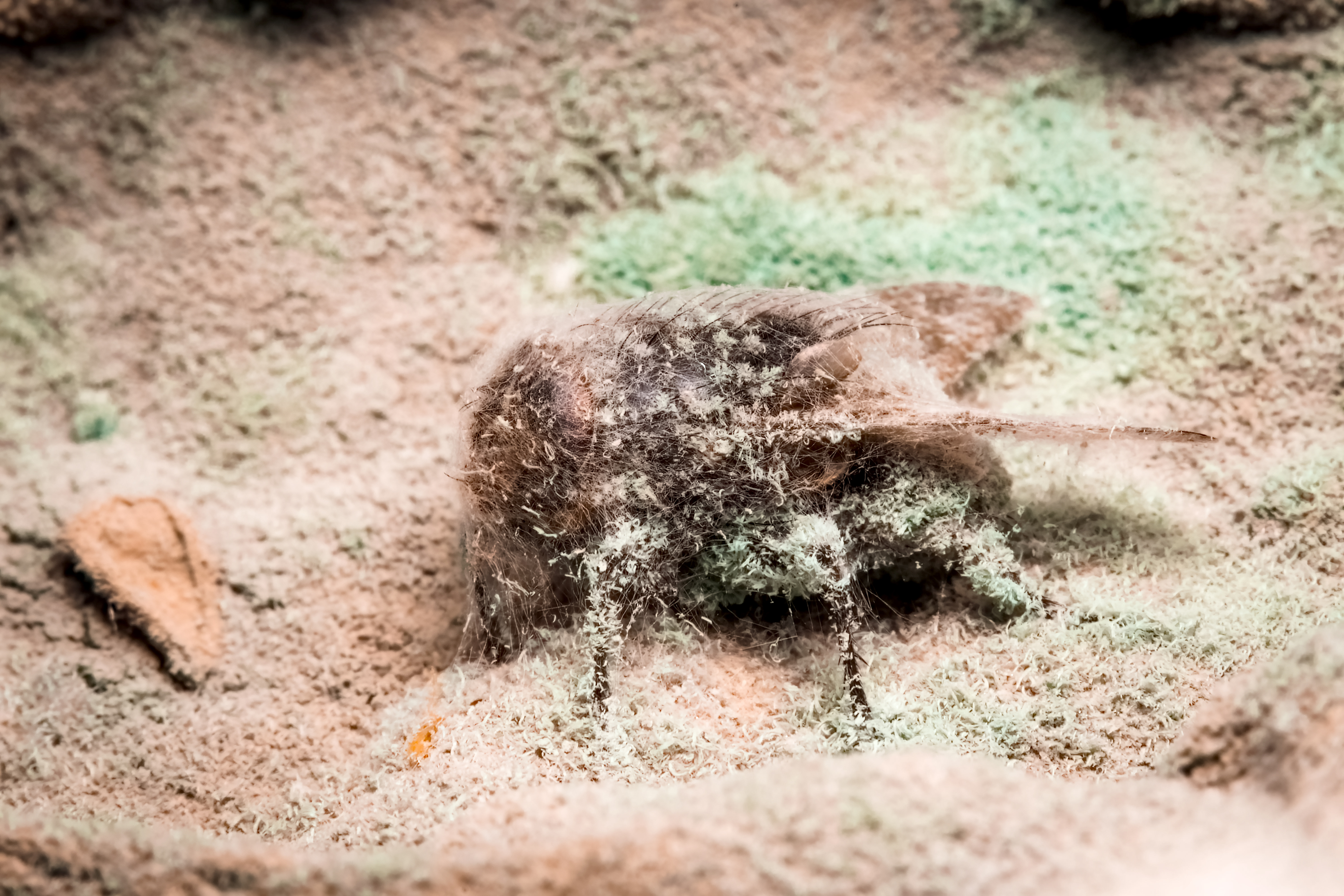 макрофото, макрофотографии, фотомакро, насекомые, макромир, макрофотограф, макроаддикт, макро_мир, naturelovers, naturelover, naturephotography, macrolove, macro_love, biodiversity, macrophotography, macro, macronature, entomology, arthropods, arthropod, ,  Stephane