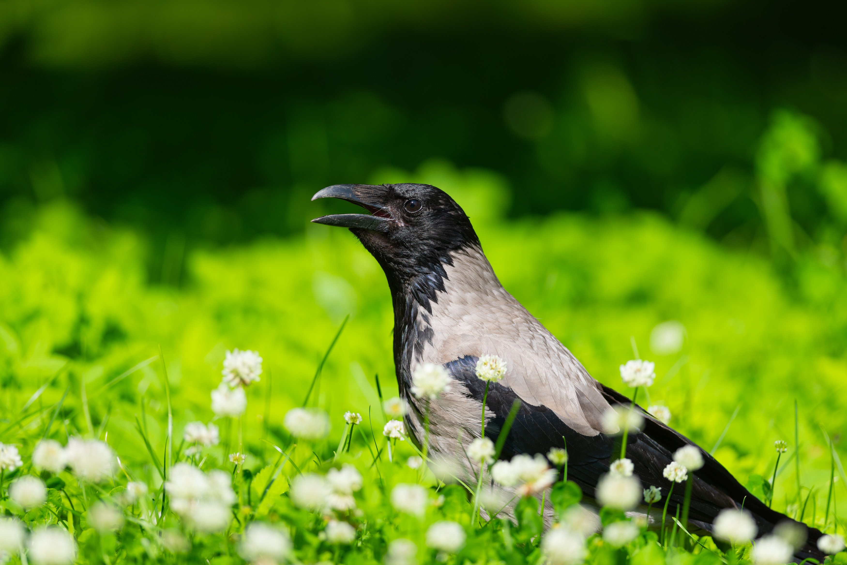 ворона, серая ворона, птица, птицы, санкт-петербург, петербург, спб, лес, парк, лето, солнце, цветы, Воронов Денис