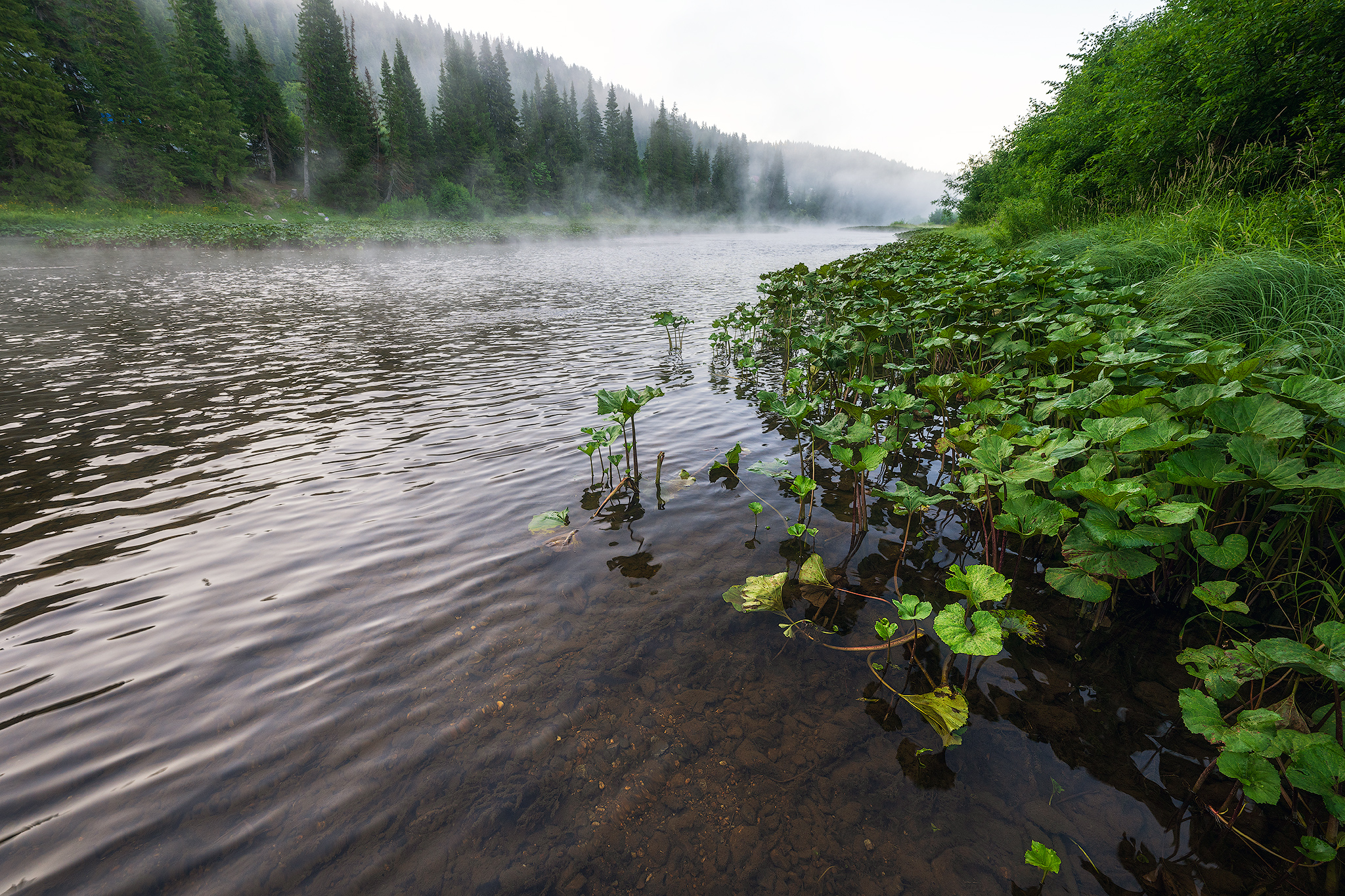 пермский край, пейзаж, рассвет, красота природы, поле, лето, река, природа, дикая природа, койва, лес, усть-койва, Кузнецов Кирилл
