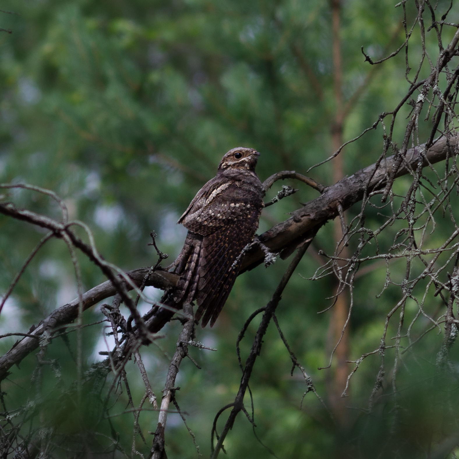 , Комарова Вера