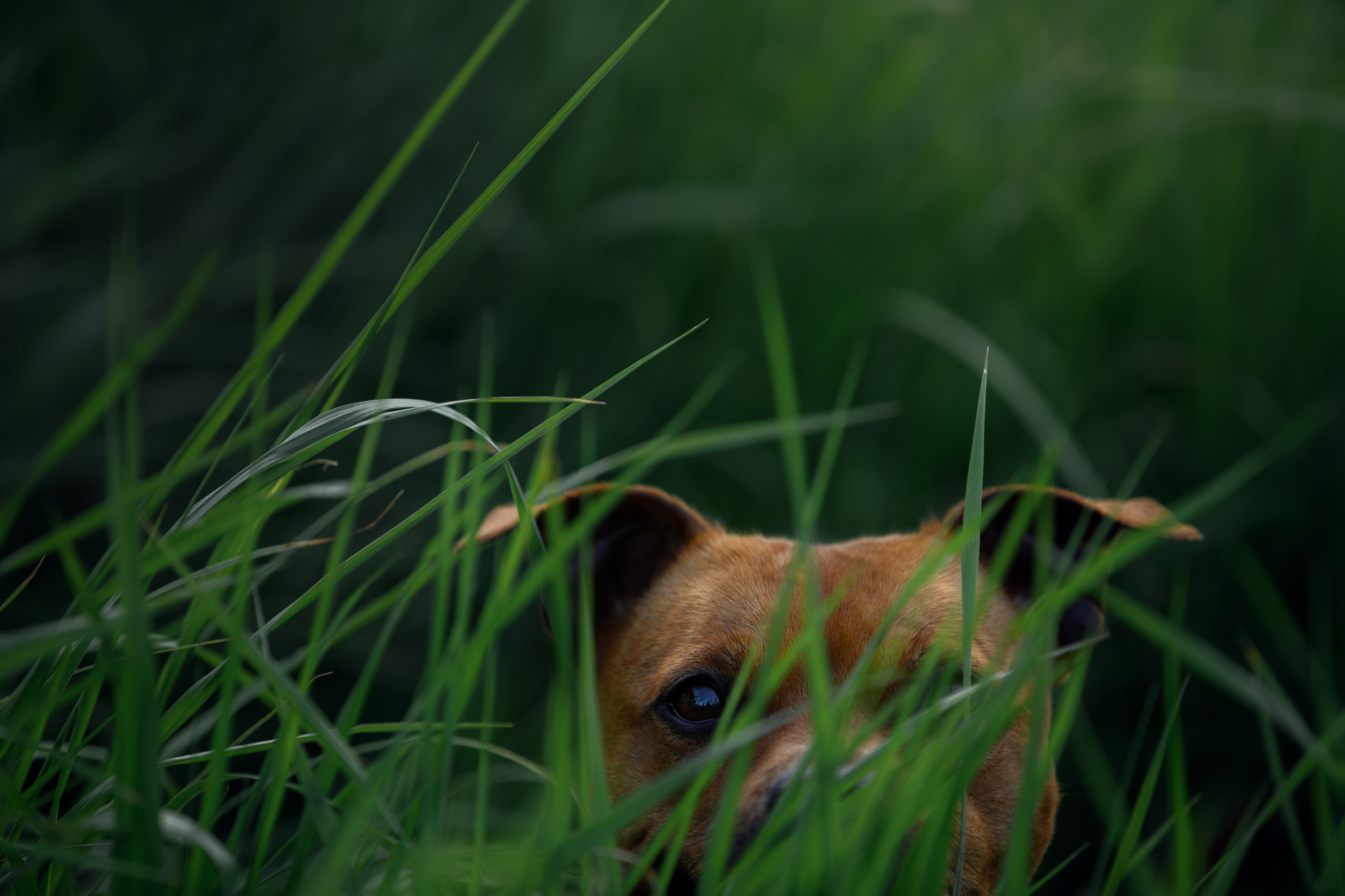 , Мария Шерскова