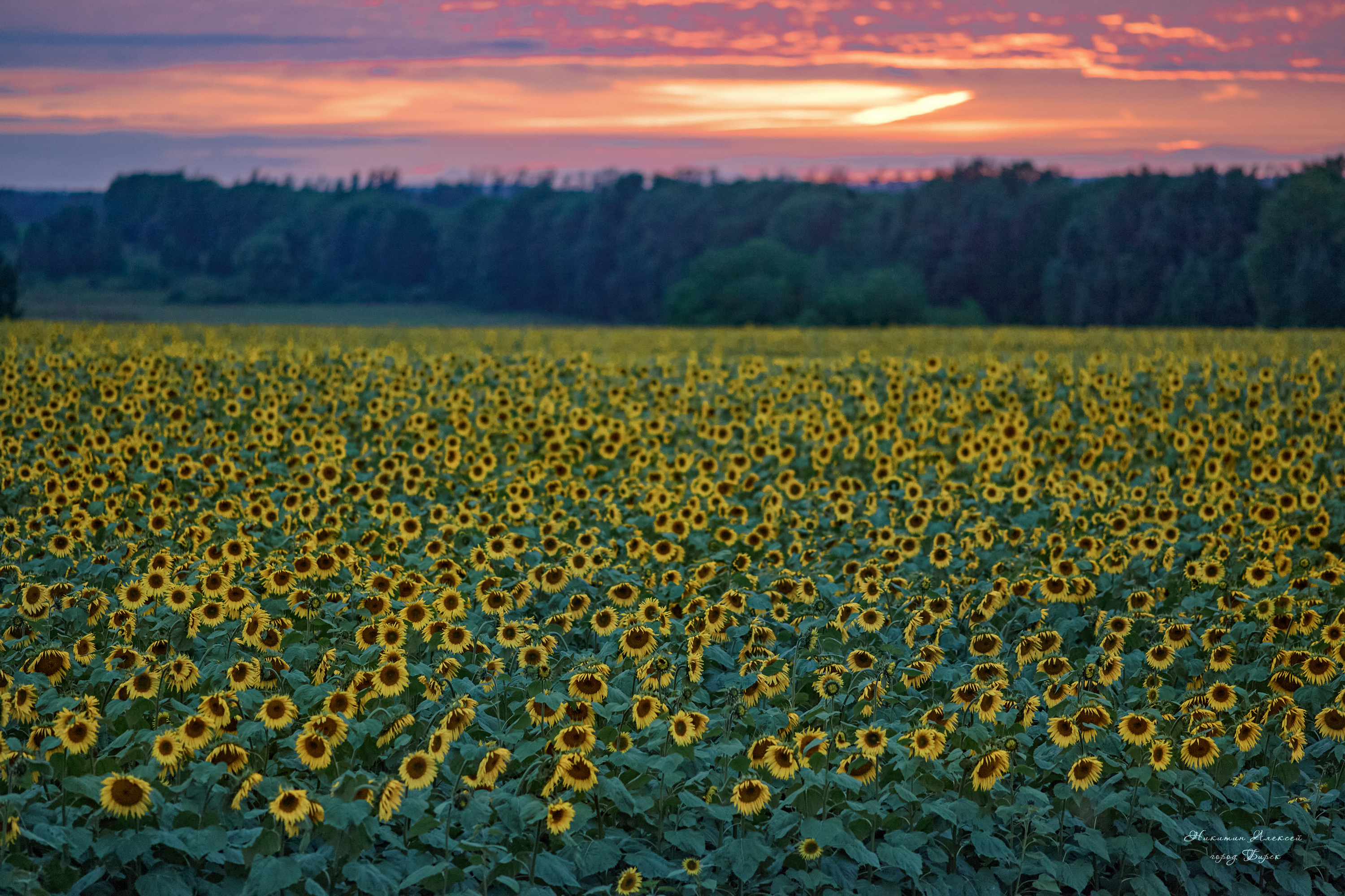 , Никитин Алексей
