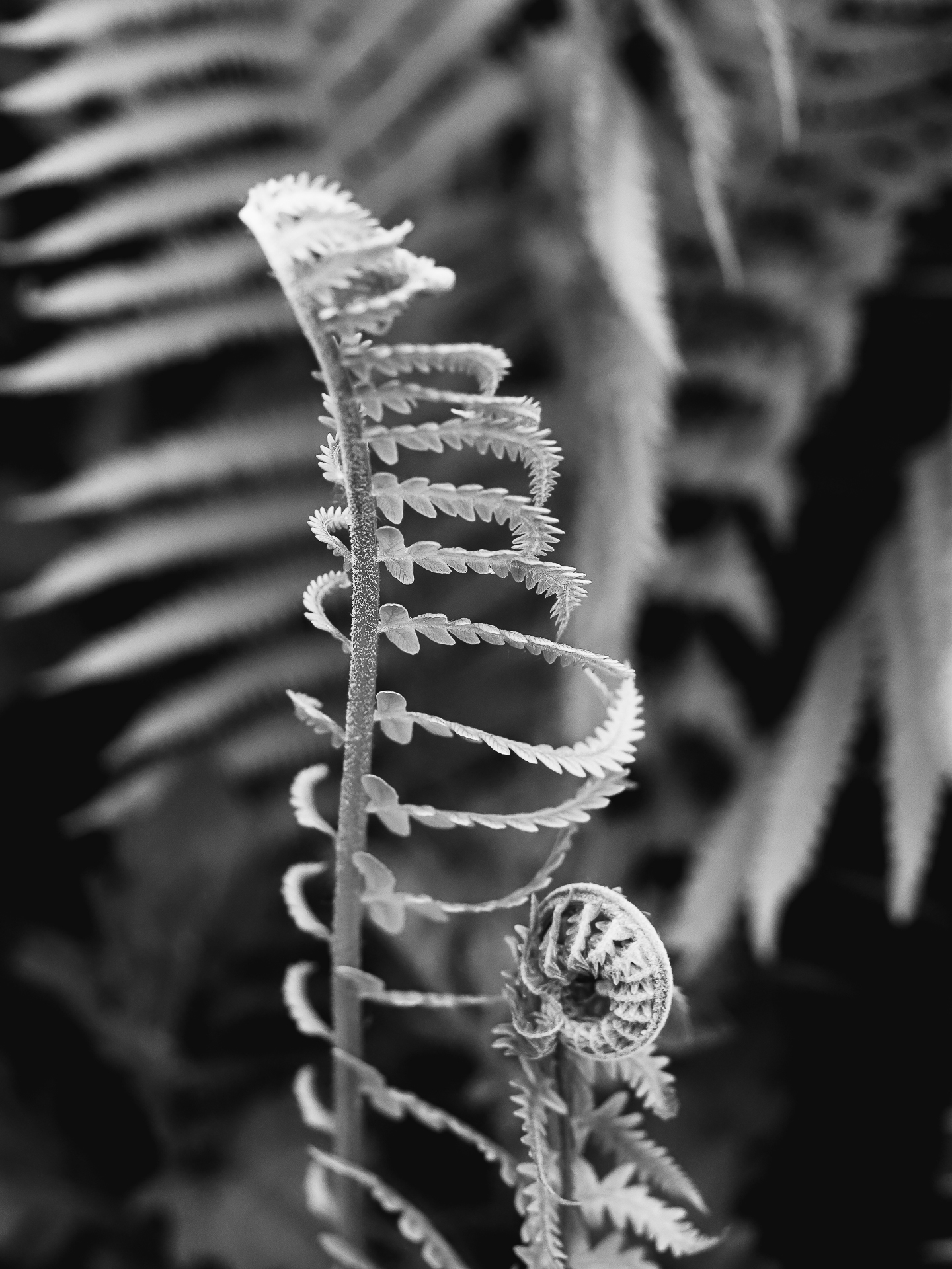 , Ирина Протченко