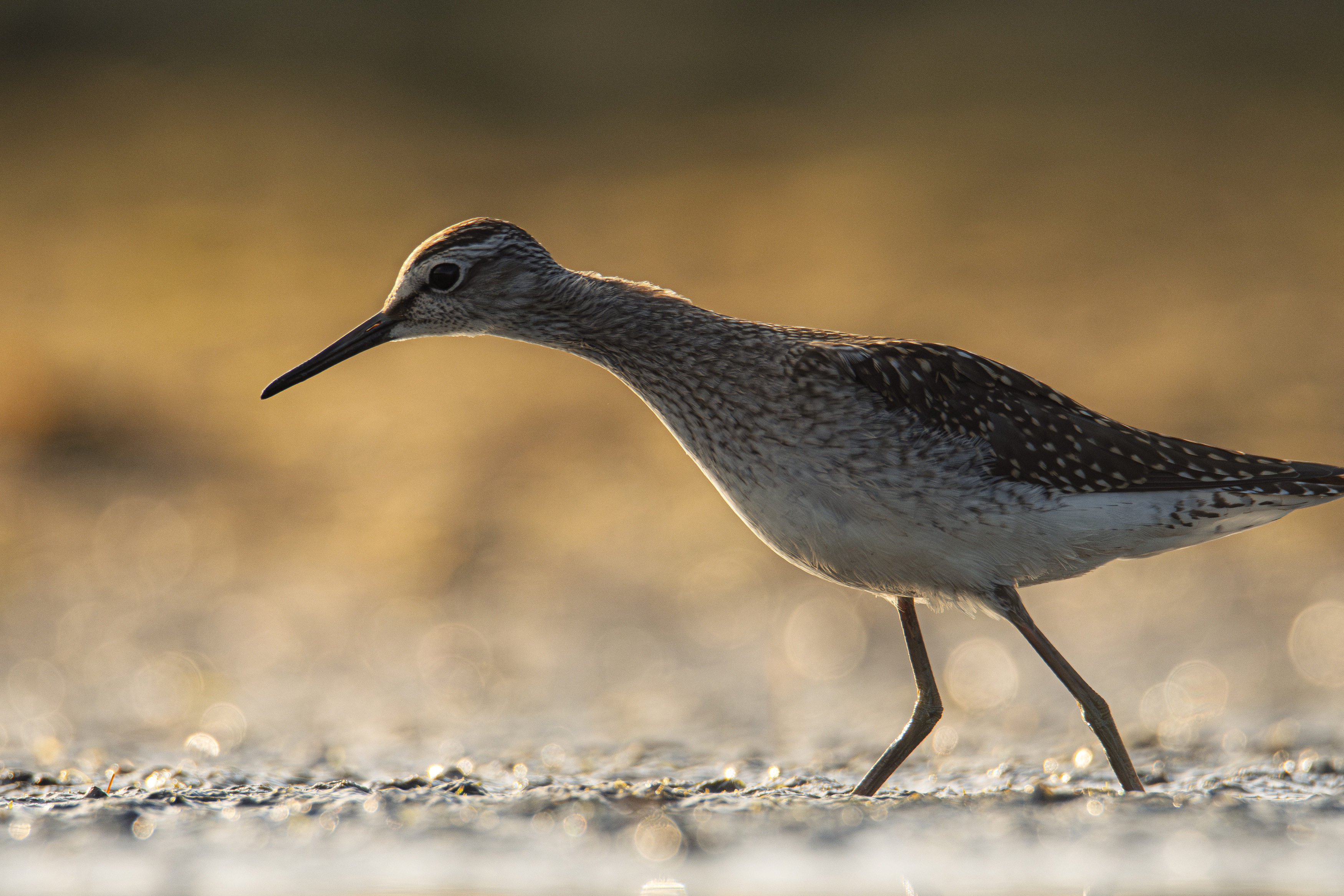 фифи, кулик, кулик фифи, птица, птицы, Дмитрий Федорако