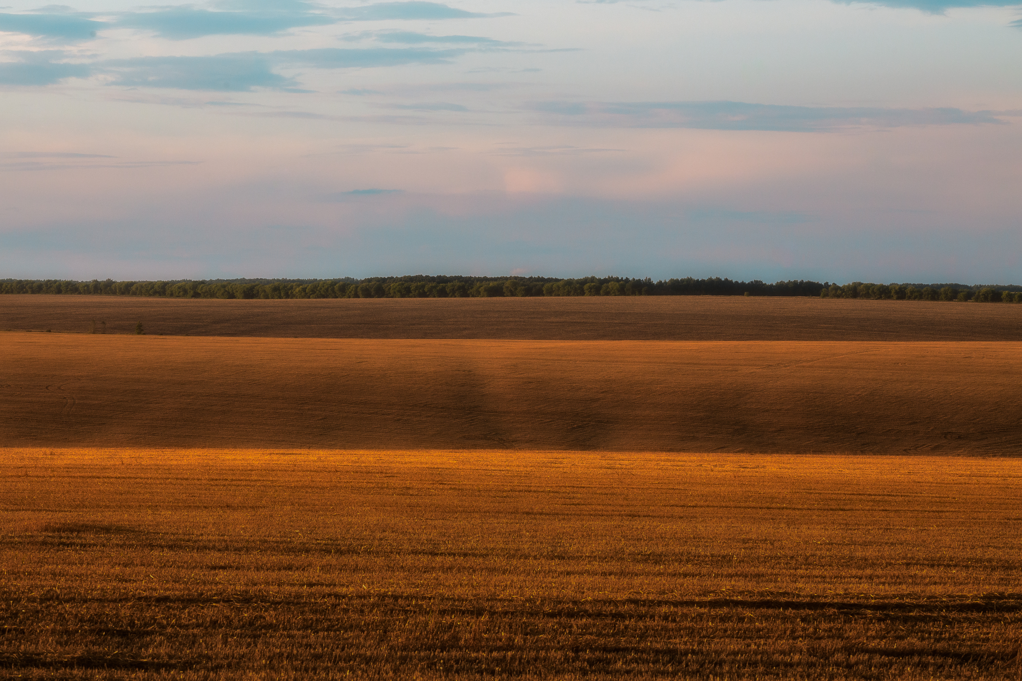 поля, золото. пейзаж, природа, волны, поля как море, Тульская область, Мартыненко Дмитрий