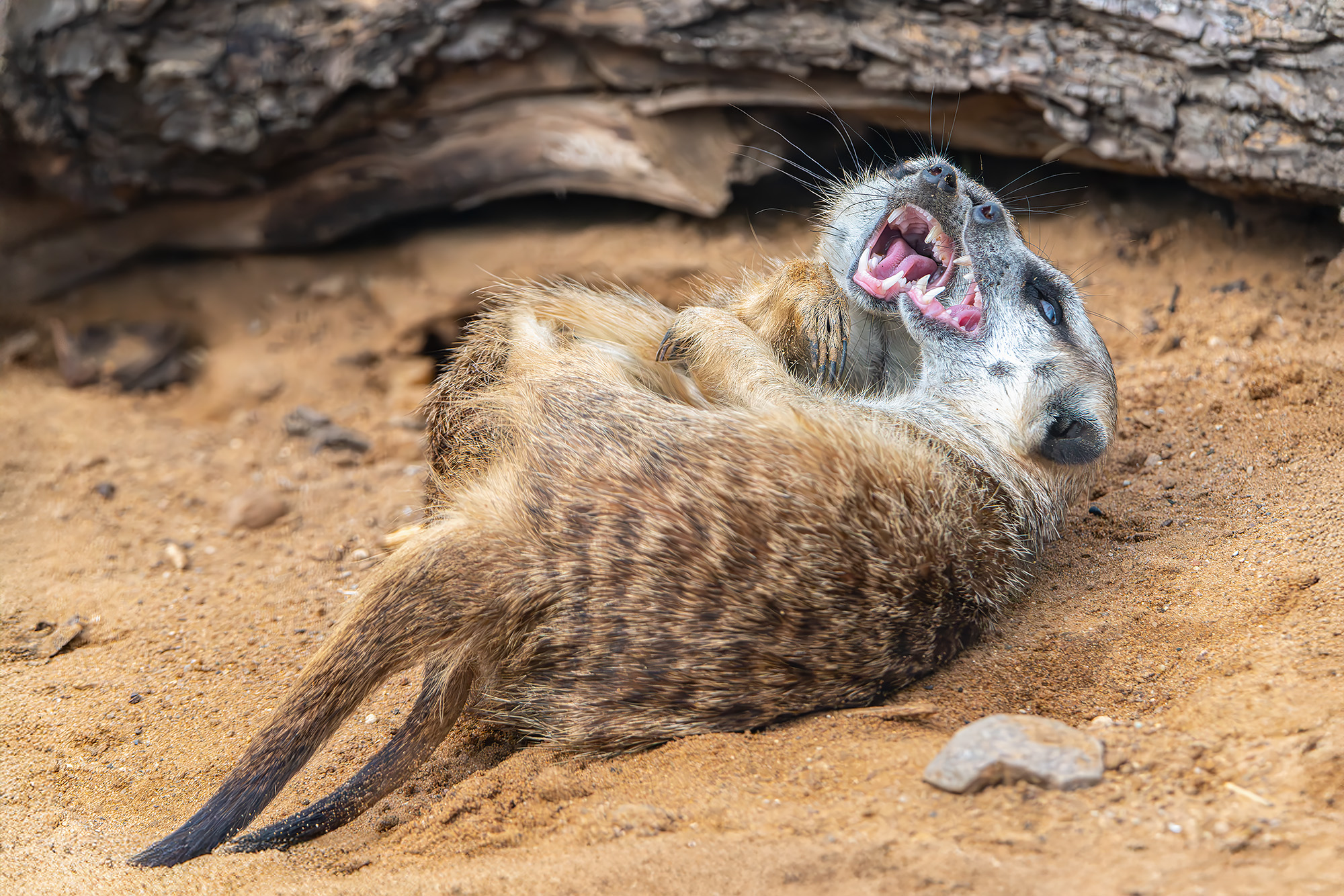 , Молодкин Дмитрий