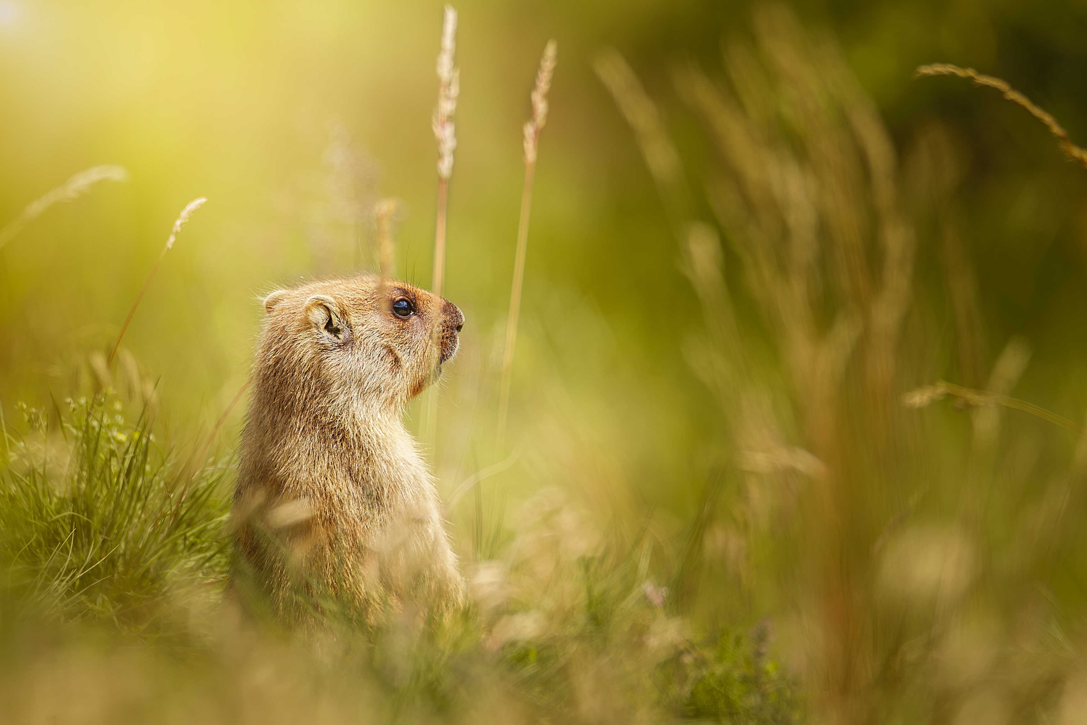 , Корнеев Алексей