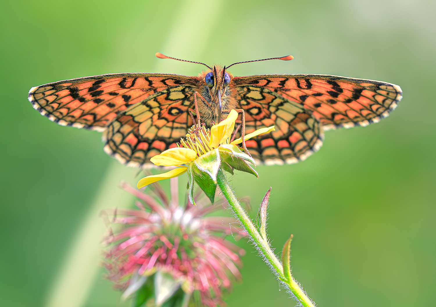 насекомые, бабочка, шашечница, аталия, лето, июнь, Борис Новиков
