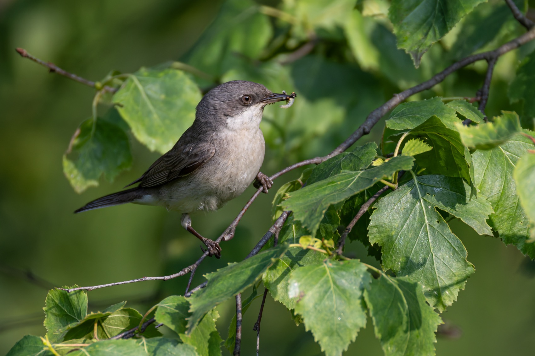 славка-завирушка, славка, славка-мельничек, завирушка, птицы, Руслан Pl