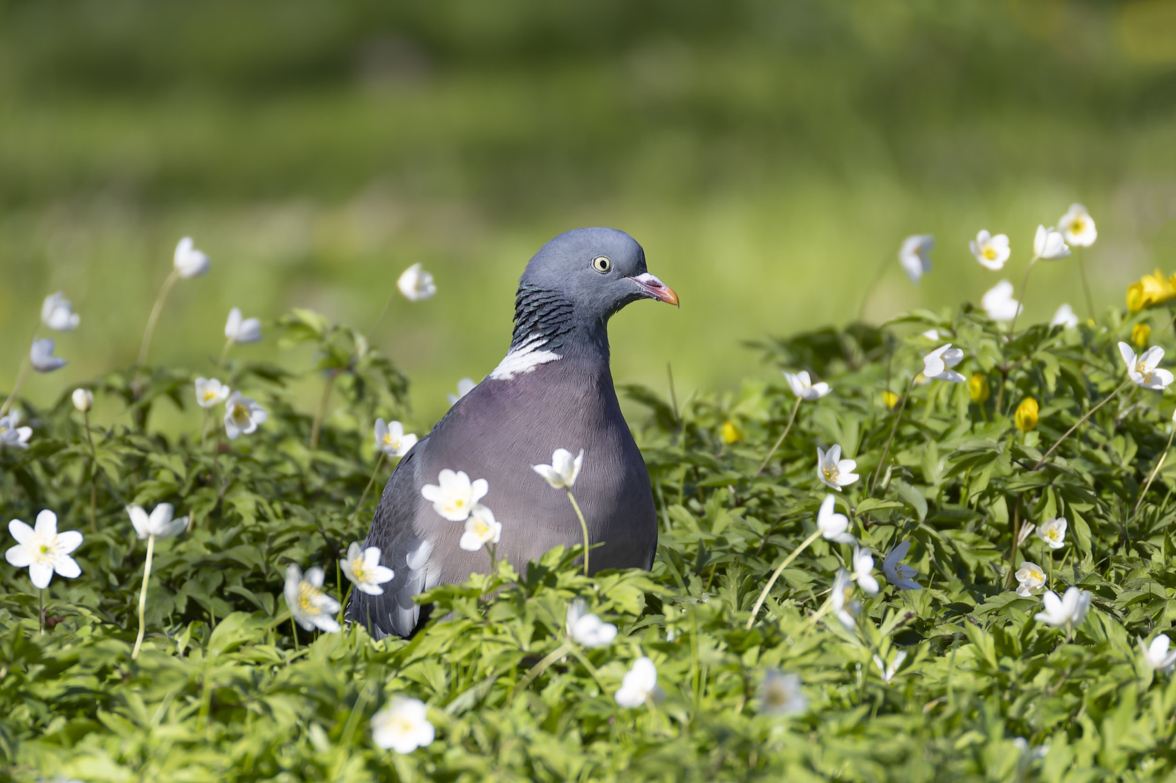 вяхирь, голубь, птицы, Руслан Pl