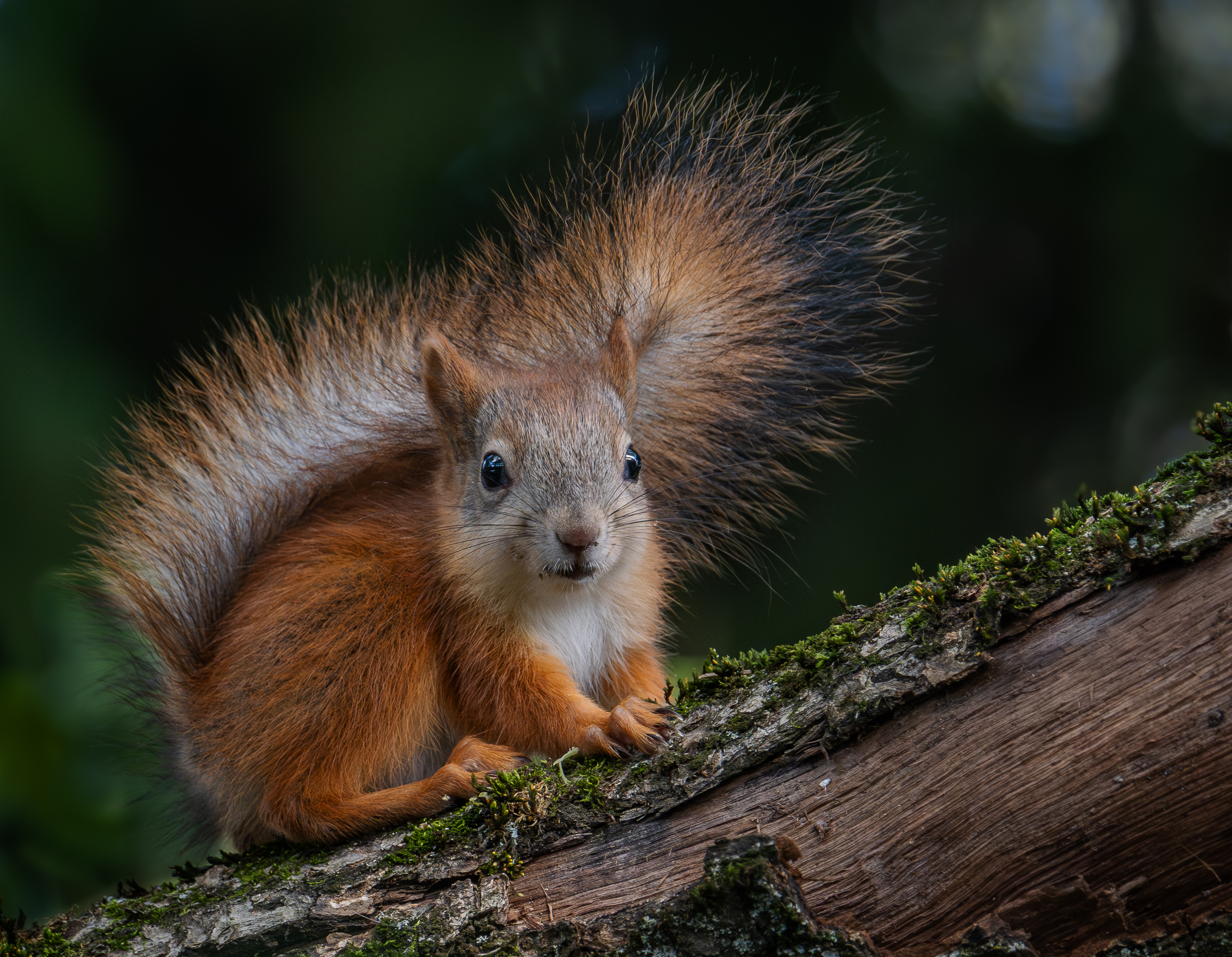 , Курлянцев Алексей