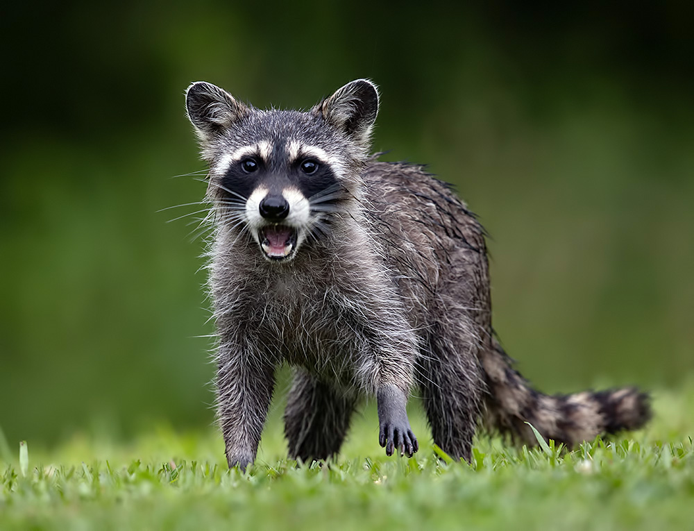 енот обыкновенный, енот-полоскун, raccoon, енот, дикие животные, животные, animals, Etkind Elizabeth