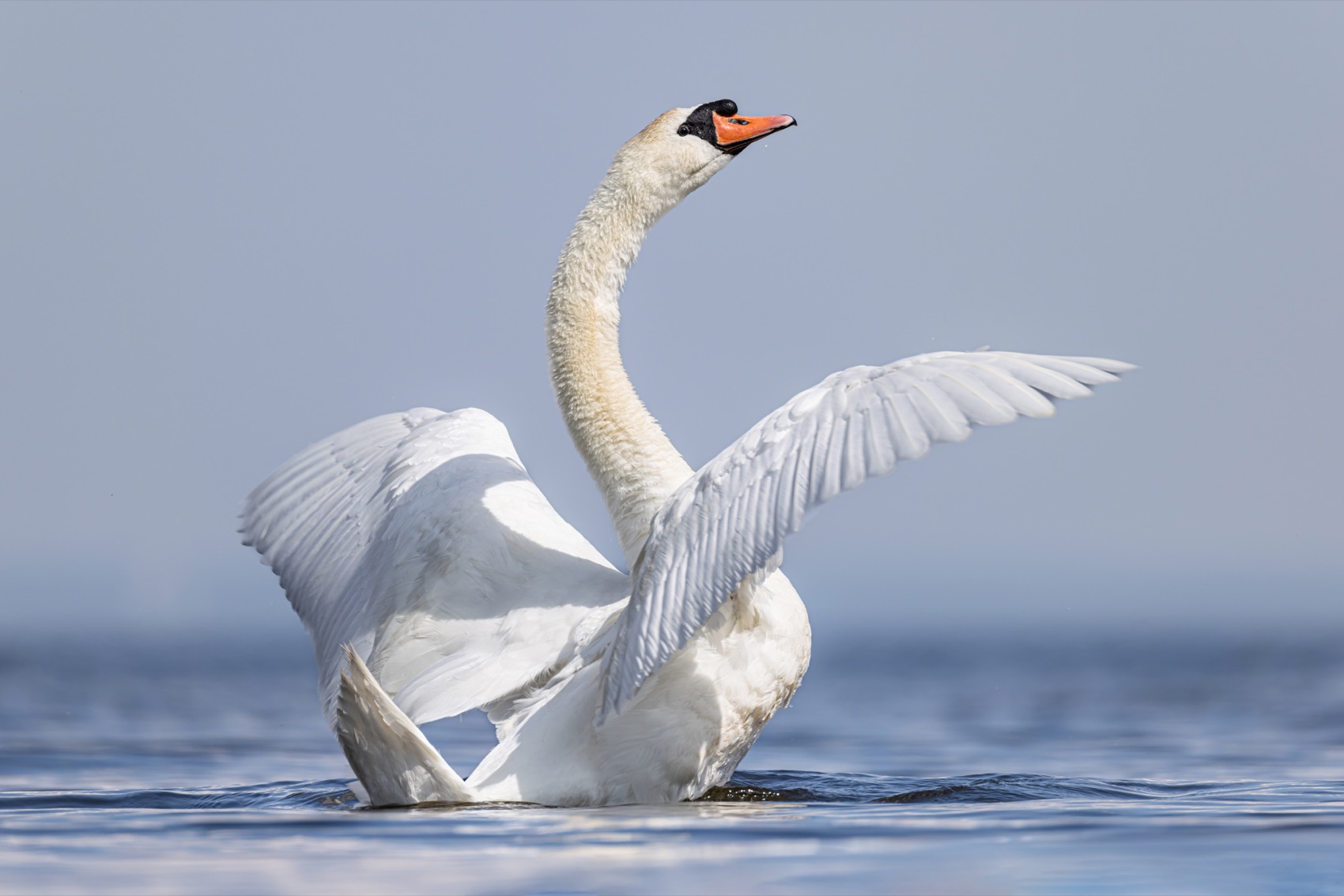 шипун, лебедь, лебедь шипун, лебедь-шипун, финский залив, Руслан Pl