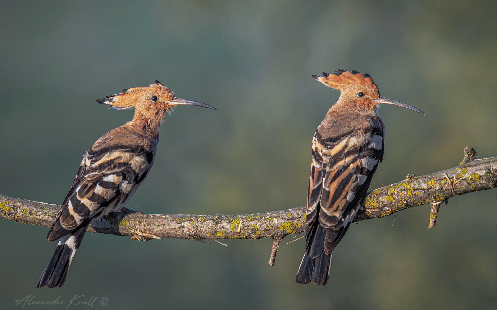удод, upupa epops, Круль Александр