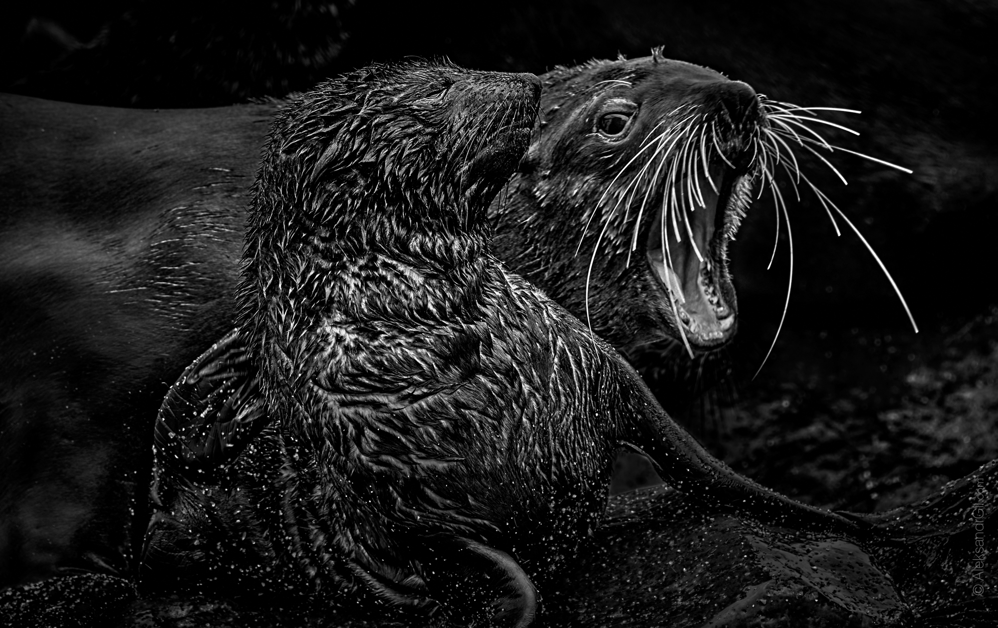 , Гиль Александр