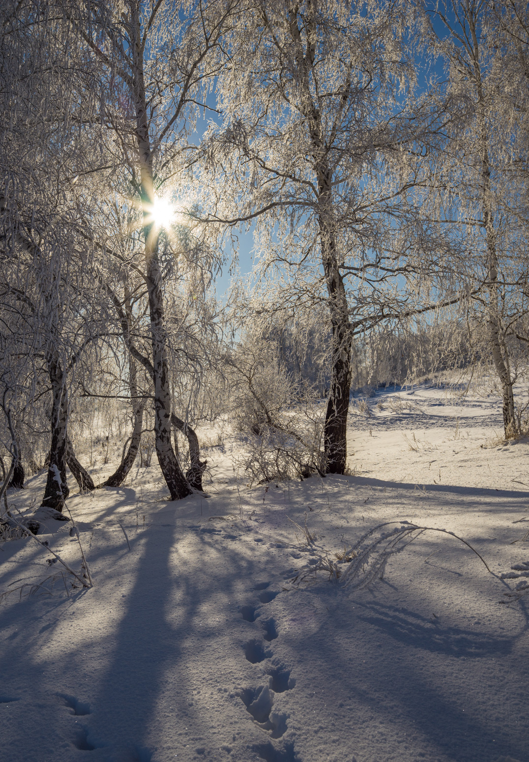 , Шустиков Дмитрий