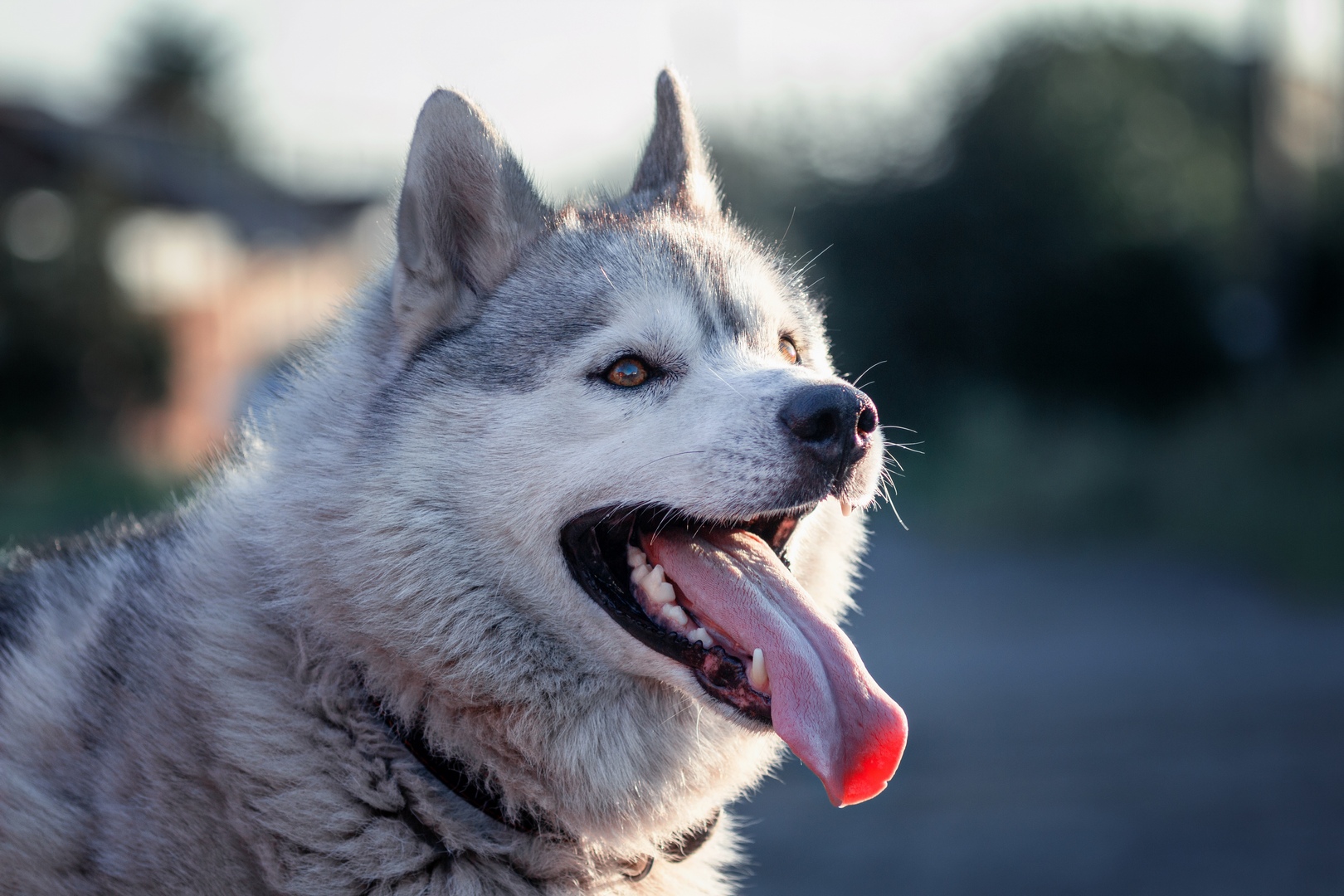 хаски, Александр Канцур