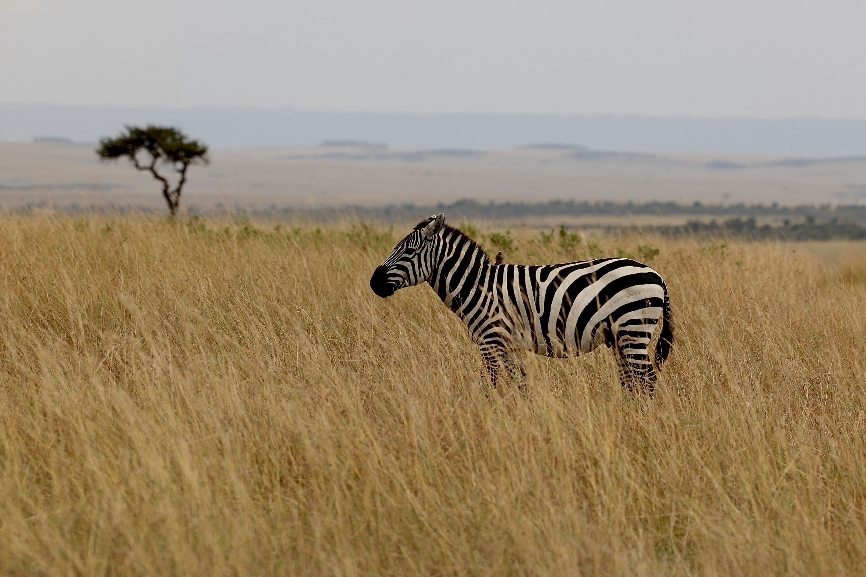 , Голубков Леонид