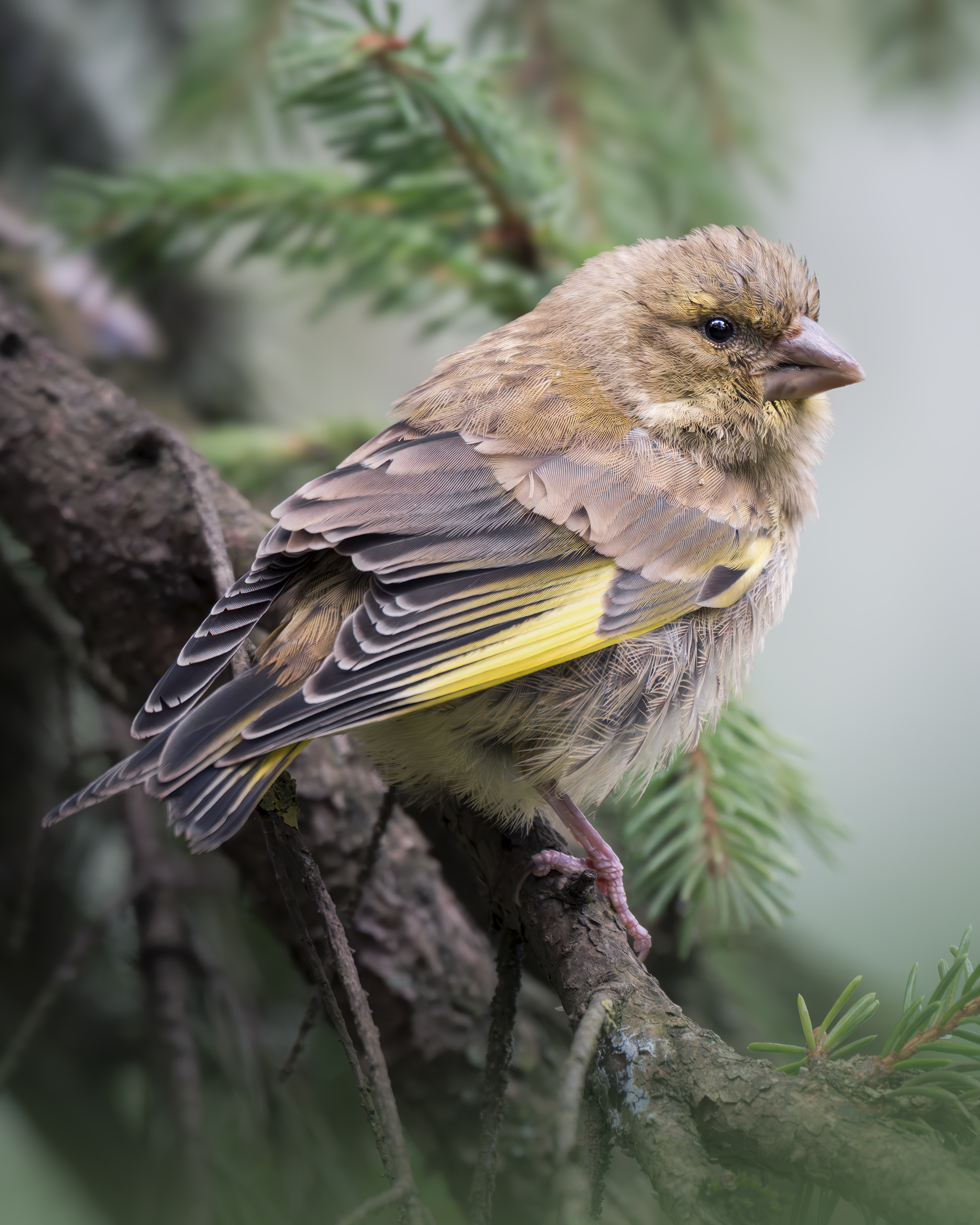 , Поляков Михаил